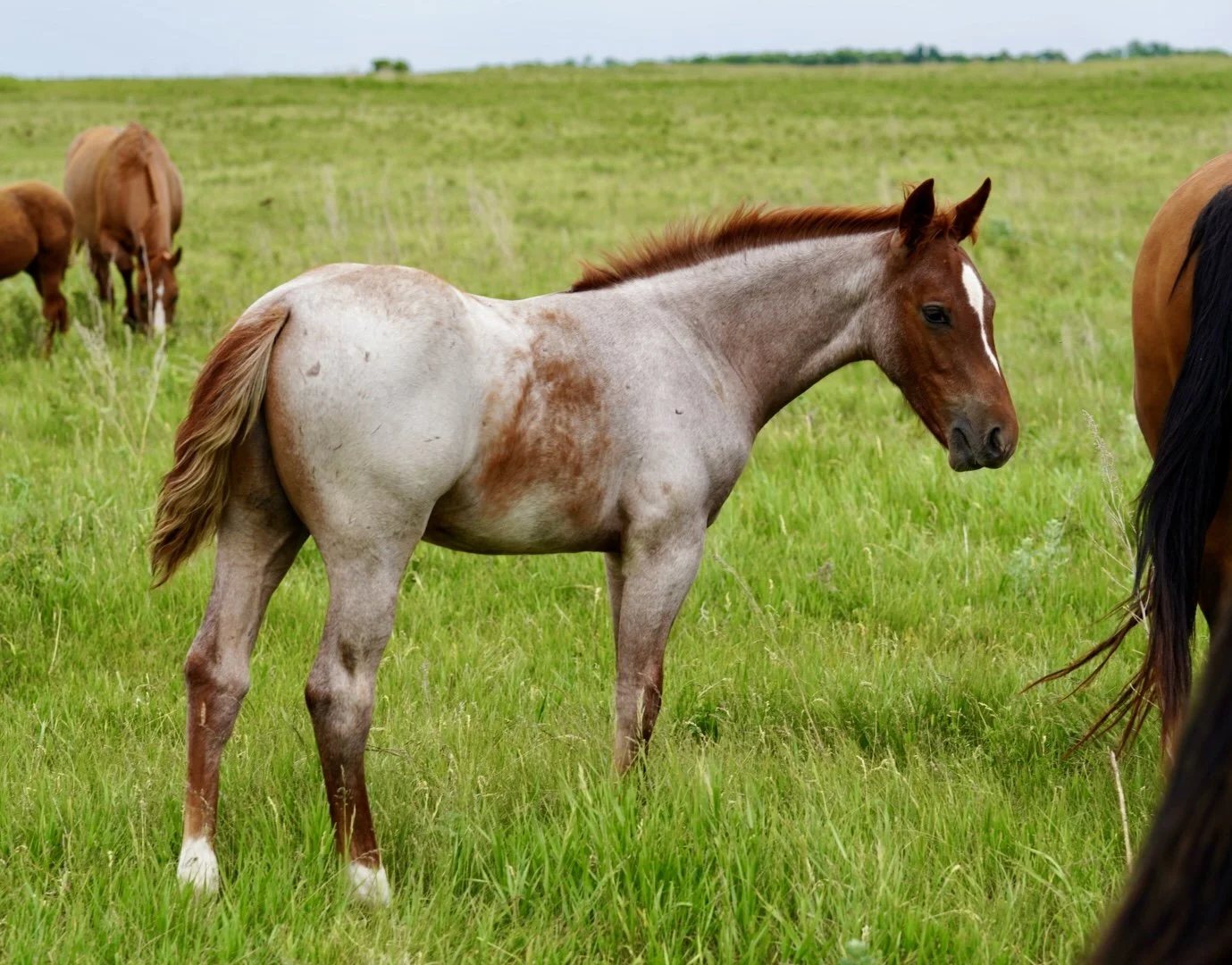 Stallion-Metallics MVP x Lil Shilow x Big Shiner LTE $1,395 & Roping Points
