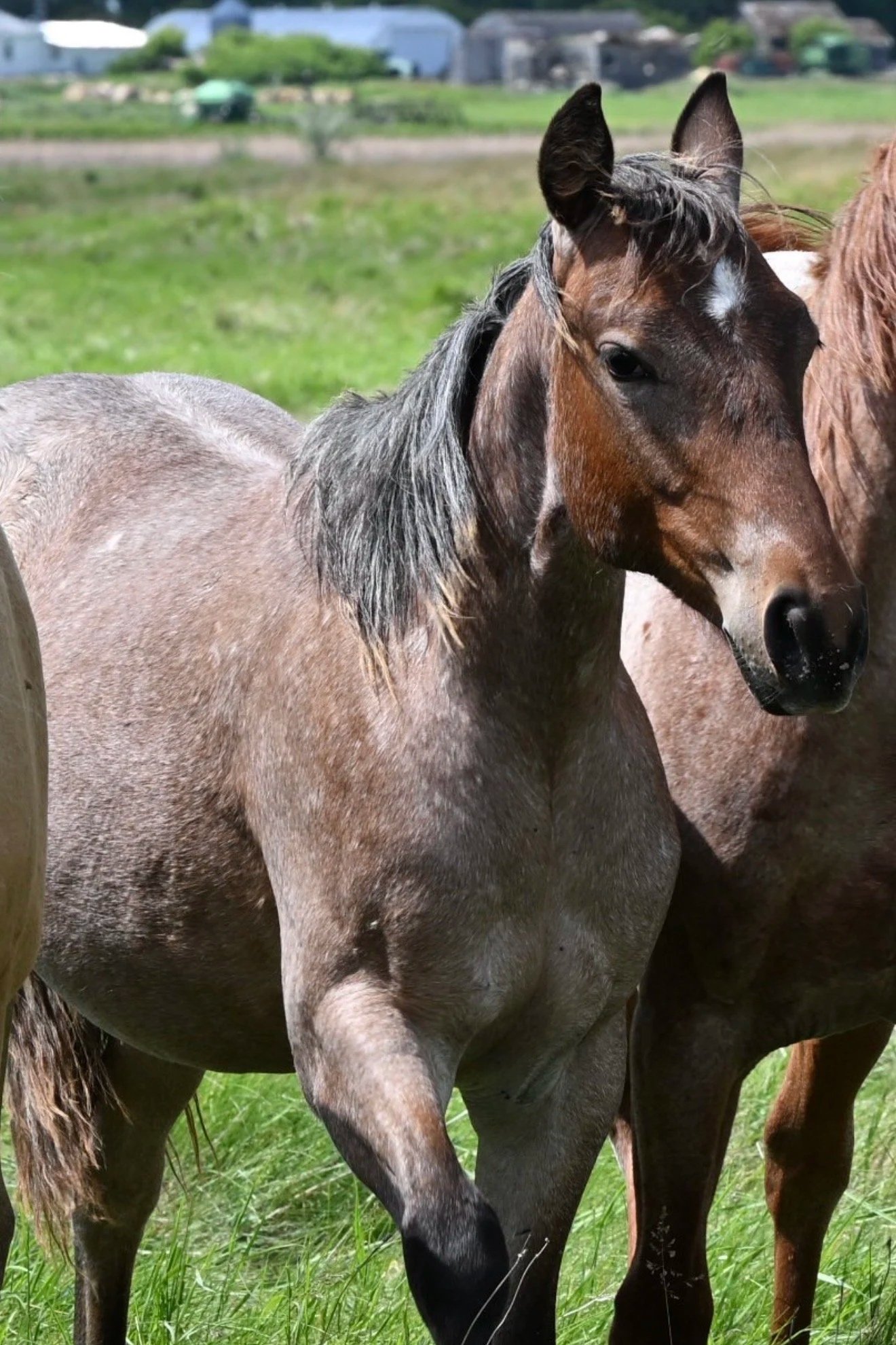 Filly -Bay Roan Metallic Cattack x Pretty Smart Chic x Chic Please 3/28/25