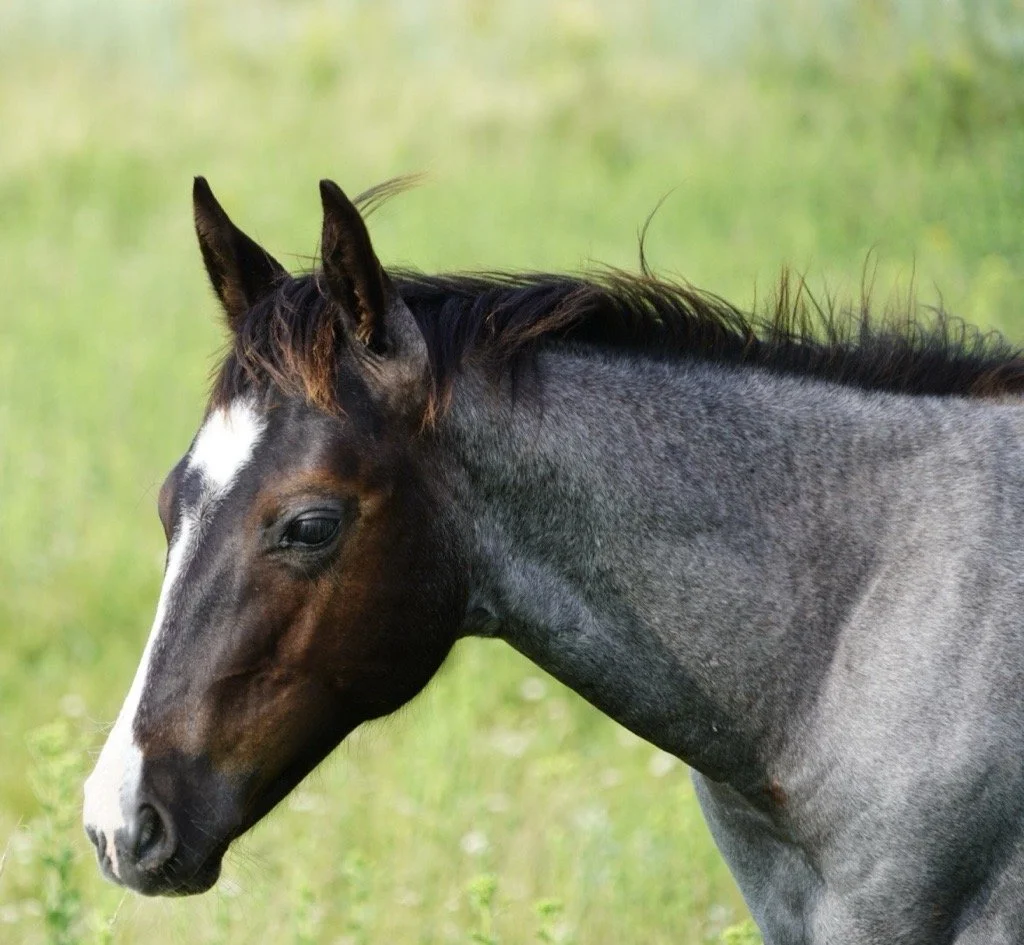 Stallion- Blue Roan Pride and Joyy x Semi Dry China x Smart Chinalena LTE $10,560 NCHA & NRCHA PE 2/19/25
