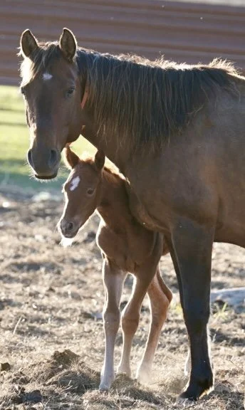 Stallion-Phil N Dangerous x Caticus x WR This Cats Smart LTE $6,100+ NCHA