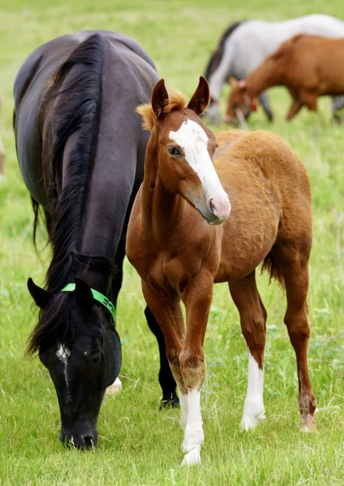 Stallion-Countin Hot Checks x Rey To Shine x High Brow Cat LTE $45,138