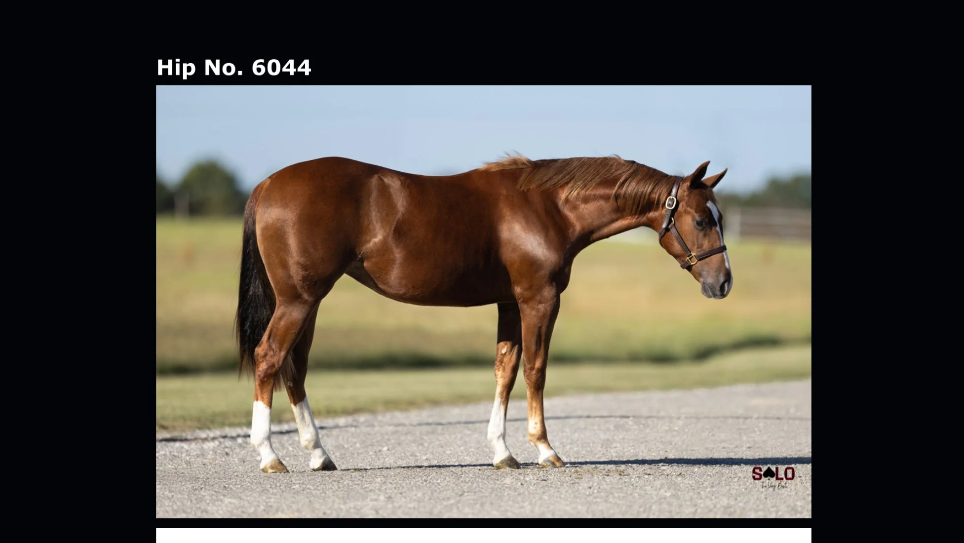 SOLD Filly “Reyzin An MVP Darlin” Metallics MVP x Reyzin The House x Reyzin The Cash LTE $12,000