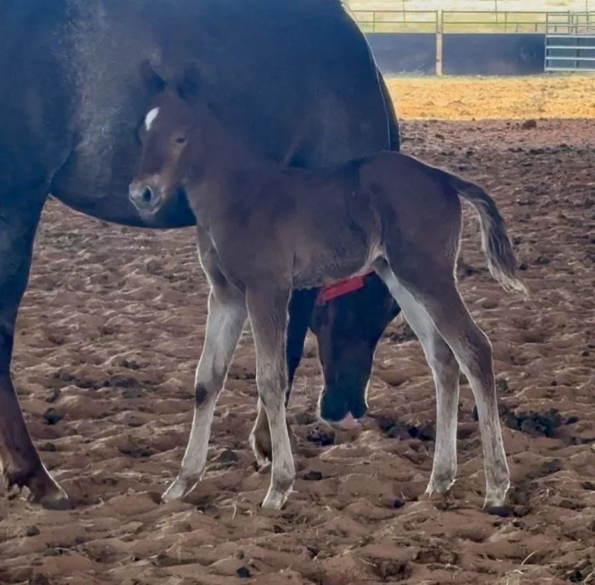 Stallion-CD Diamond x Naughty Child x Smooth As A Cat LTE $30,300