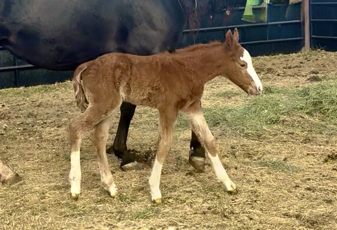 Stallion-Countin Hot Checks x Rey To Shine x High Brow Cat LTE $45,138