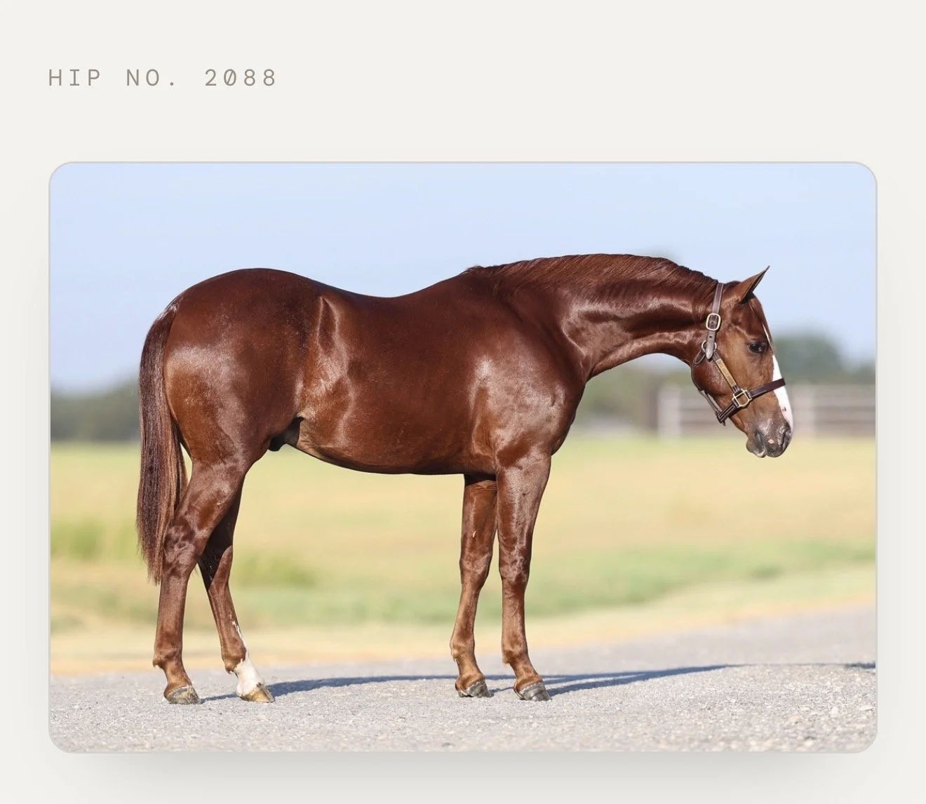 Sugar FIXX- Stallion - 6 Panel N/N Chestnut By Kit Kat Sugar x Twisted Rebel x Metallic Rebel LTE $22,856+ 2/18/25