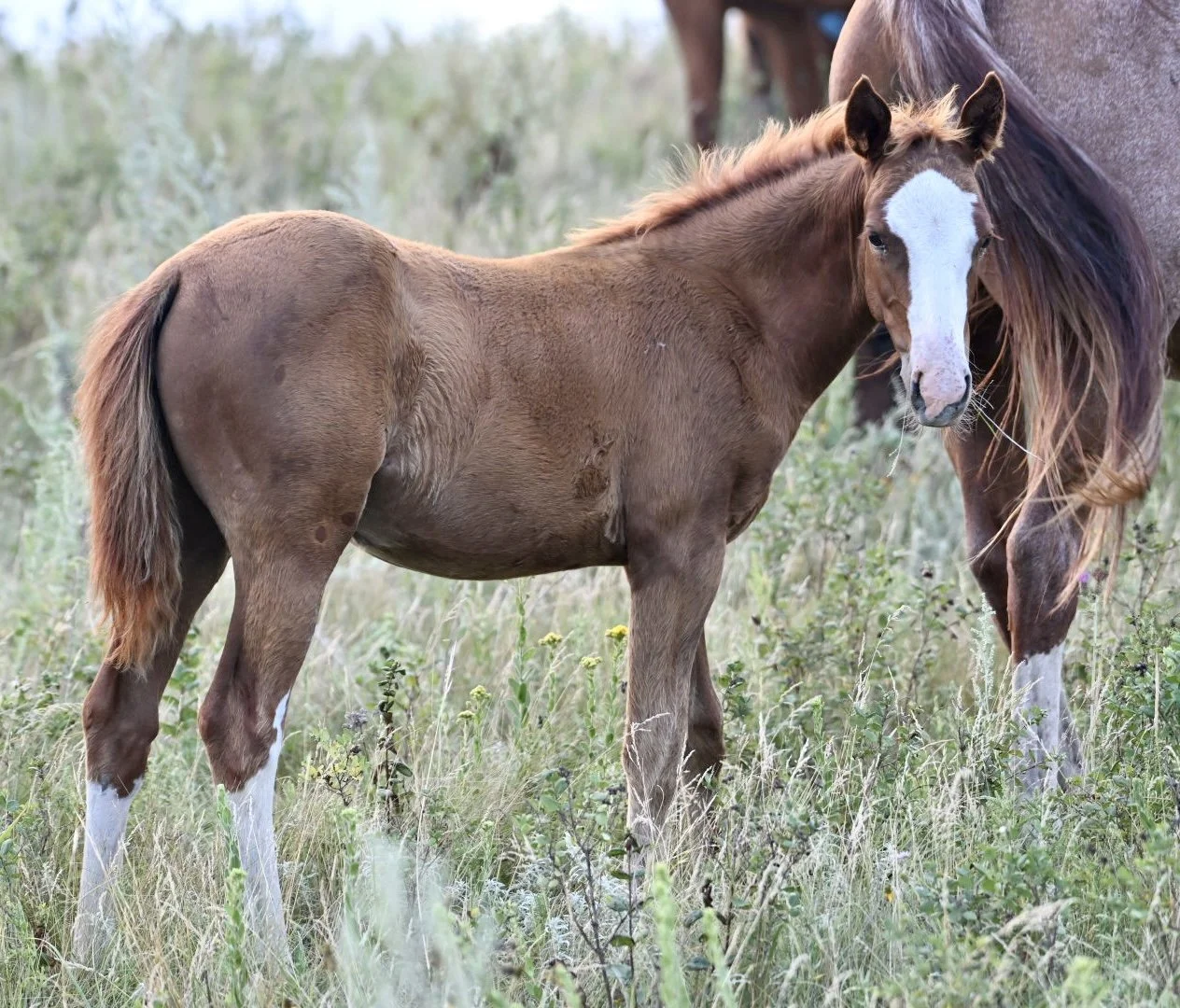 Filly-Catolena Cashin In x Lil Bambita x Smooth As A Cat LTE NRCHA