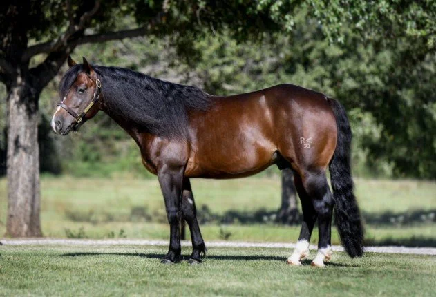 mui fuego stallion.jpg