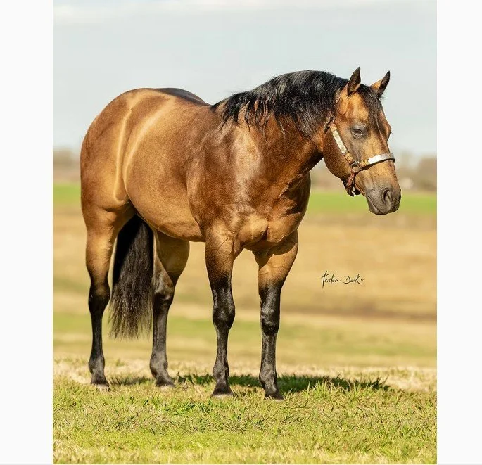 shiney outlaw quarter side.jpg