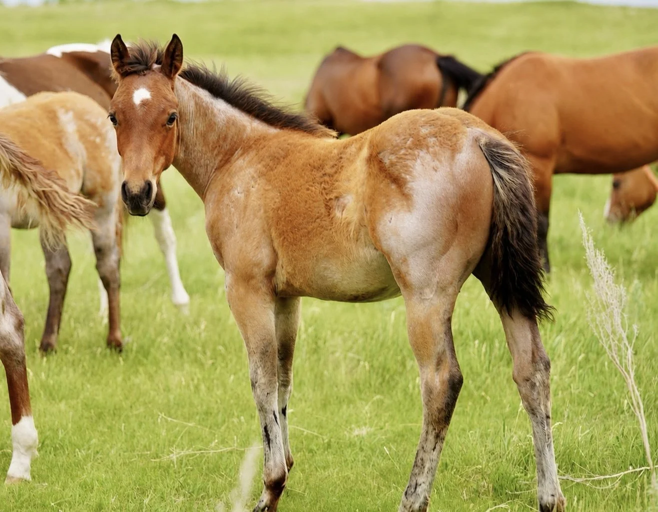 Stallion-Meteles Cat x Six Wyld Roses x Sixes Six Gun