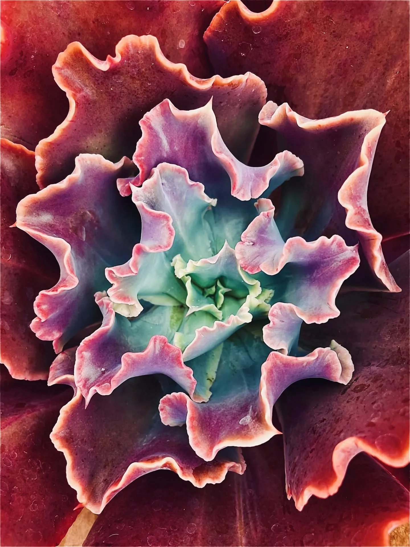 Plant re-up at Cre&oacute; 🌿

Thanks to y'all, our shop was pretty picked-over post holidays! That said we're doing a LOT of restocking this month - starting with a big haul of plants.

We just brought in a generous selection of new succulents and c