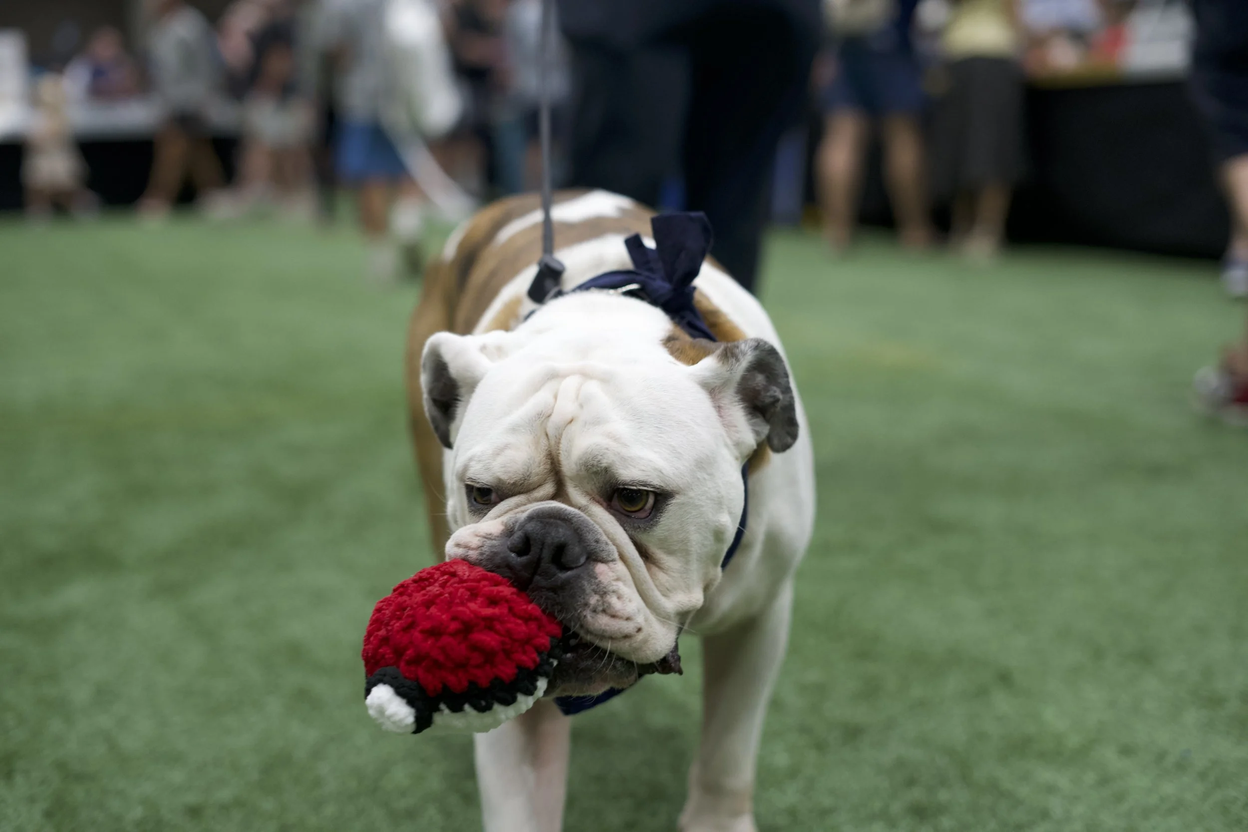 Yale mascot Handsome Dan at the Northeast Sports Card Expo in Stamford, Connecticut