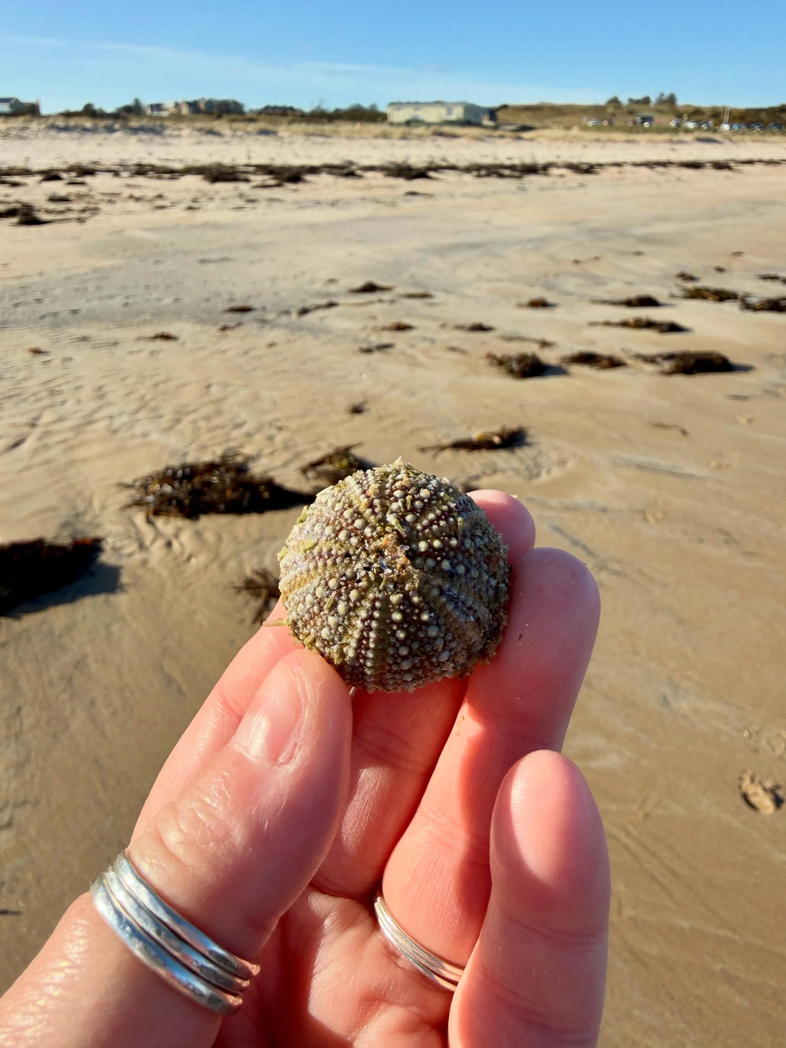 Dornoch Beach finds&hellip; 🩵