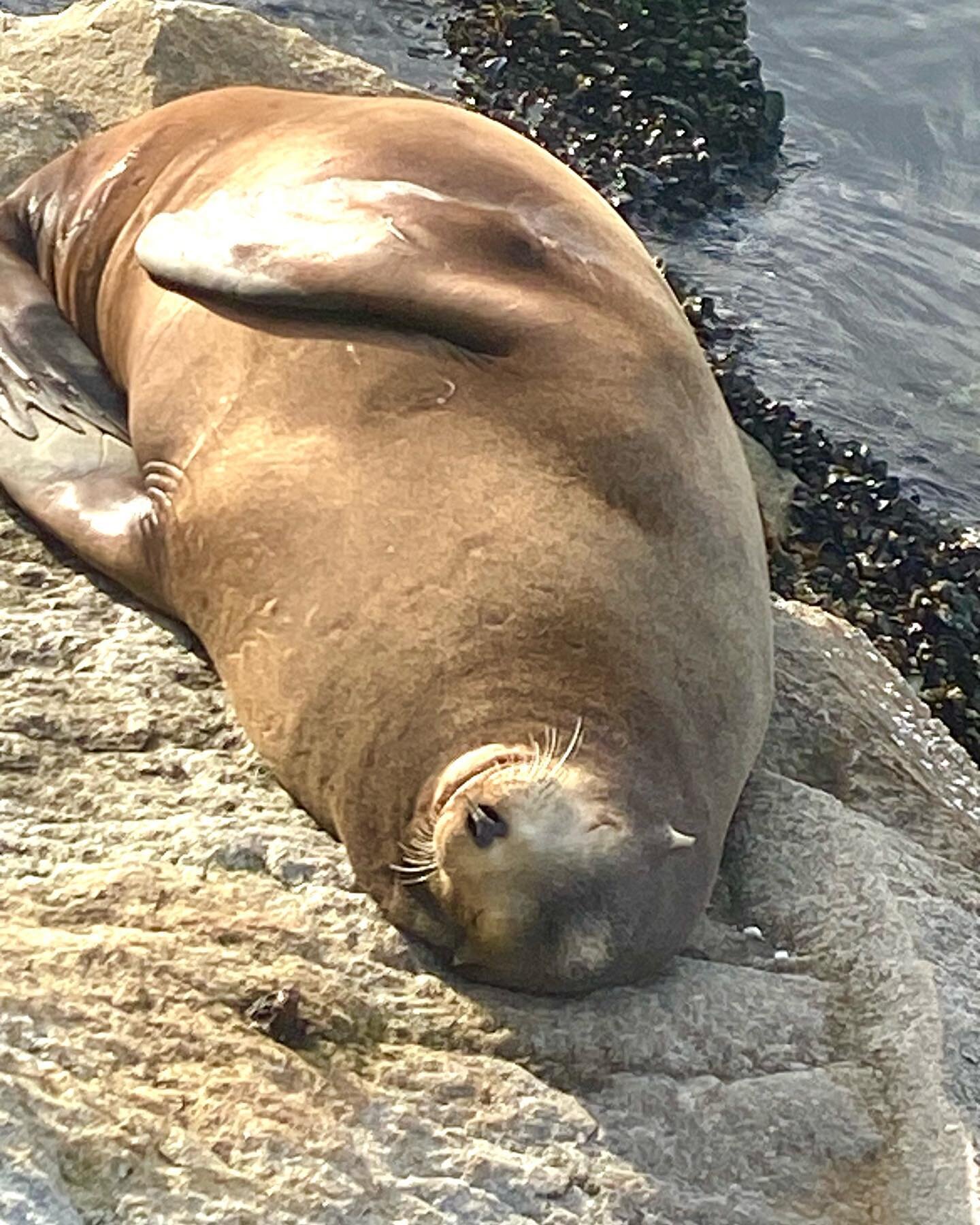 The completely free pleasure of simply sleeping in the sun. Sea lions know how to do it. These slackers didn&rsquo;t even pay anyone taxes on these rocks.