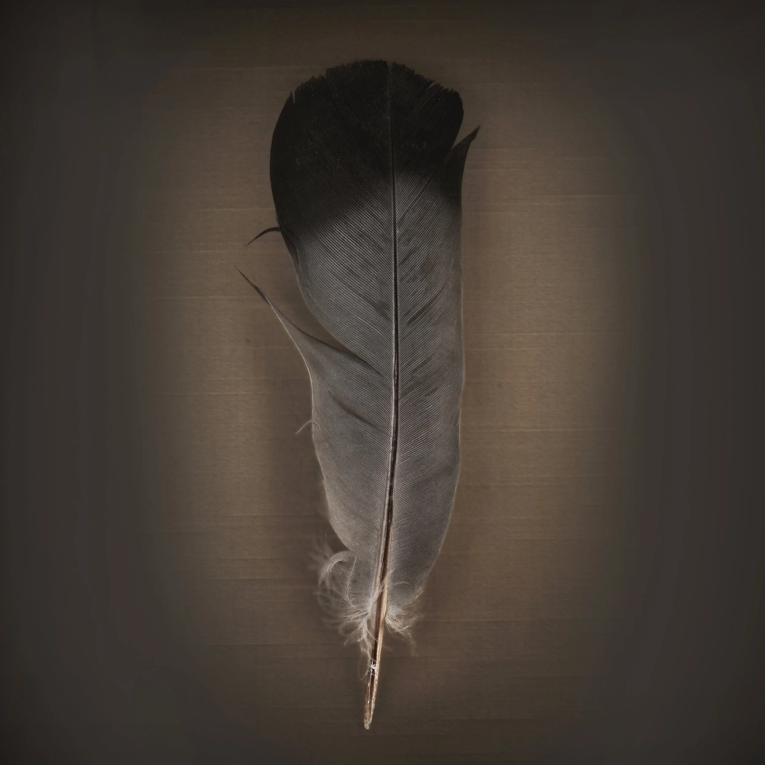 The Feather | April 7, 2012