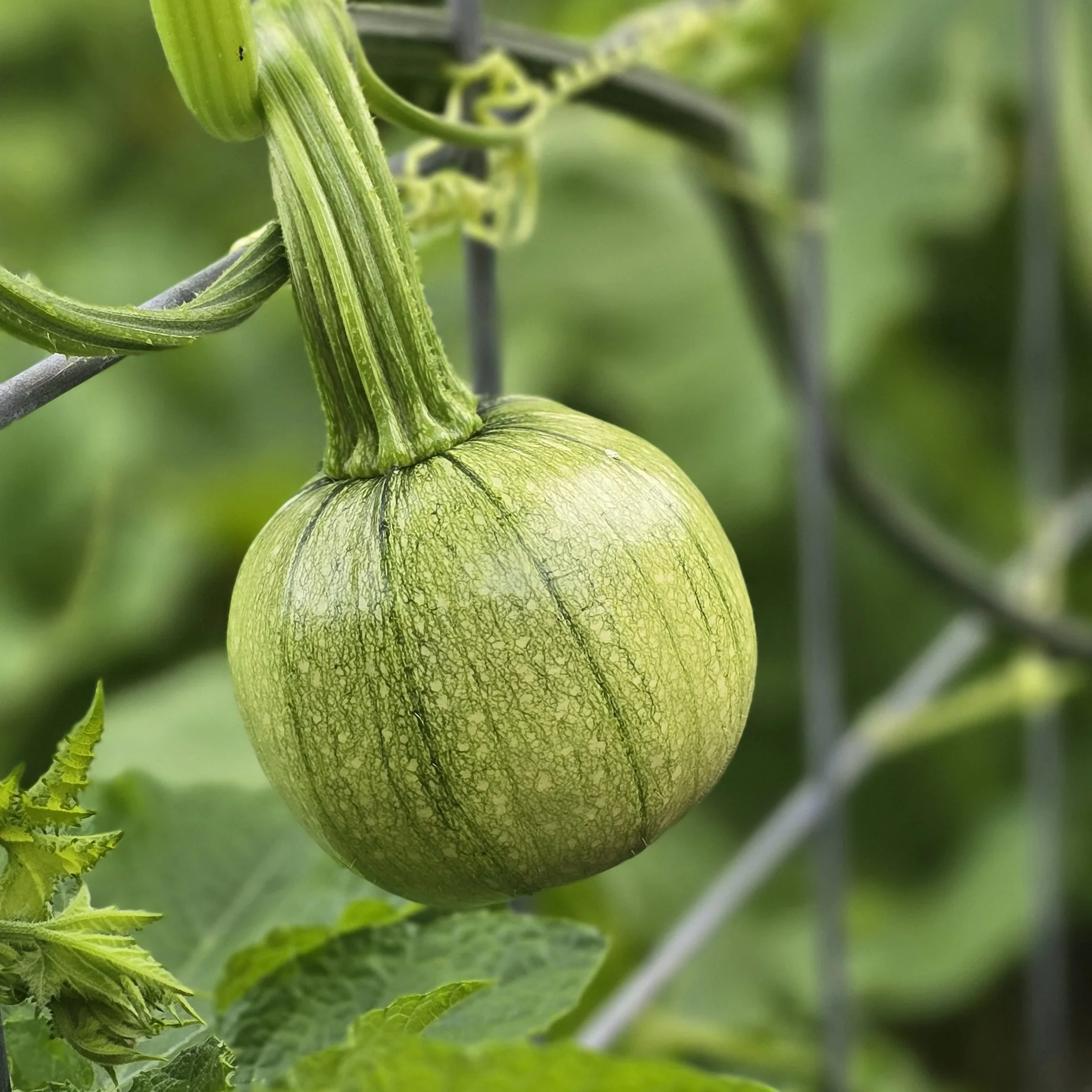 The Summer Harvest Spirit