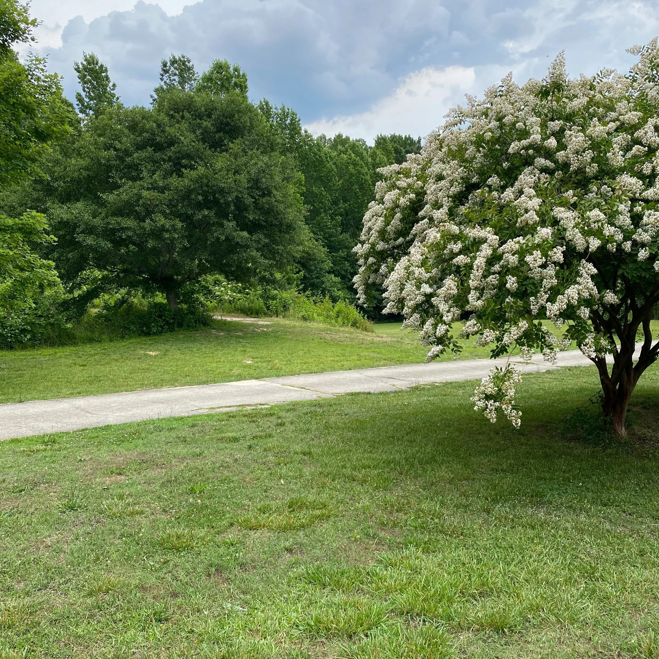 Introducing Scenes from Philo: A Series