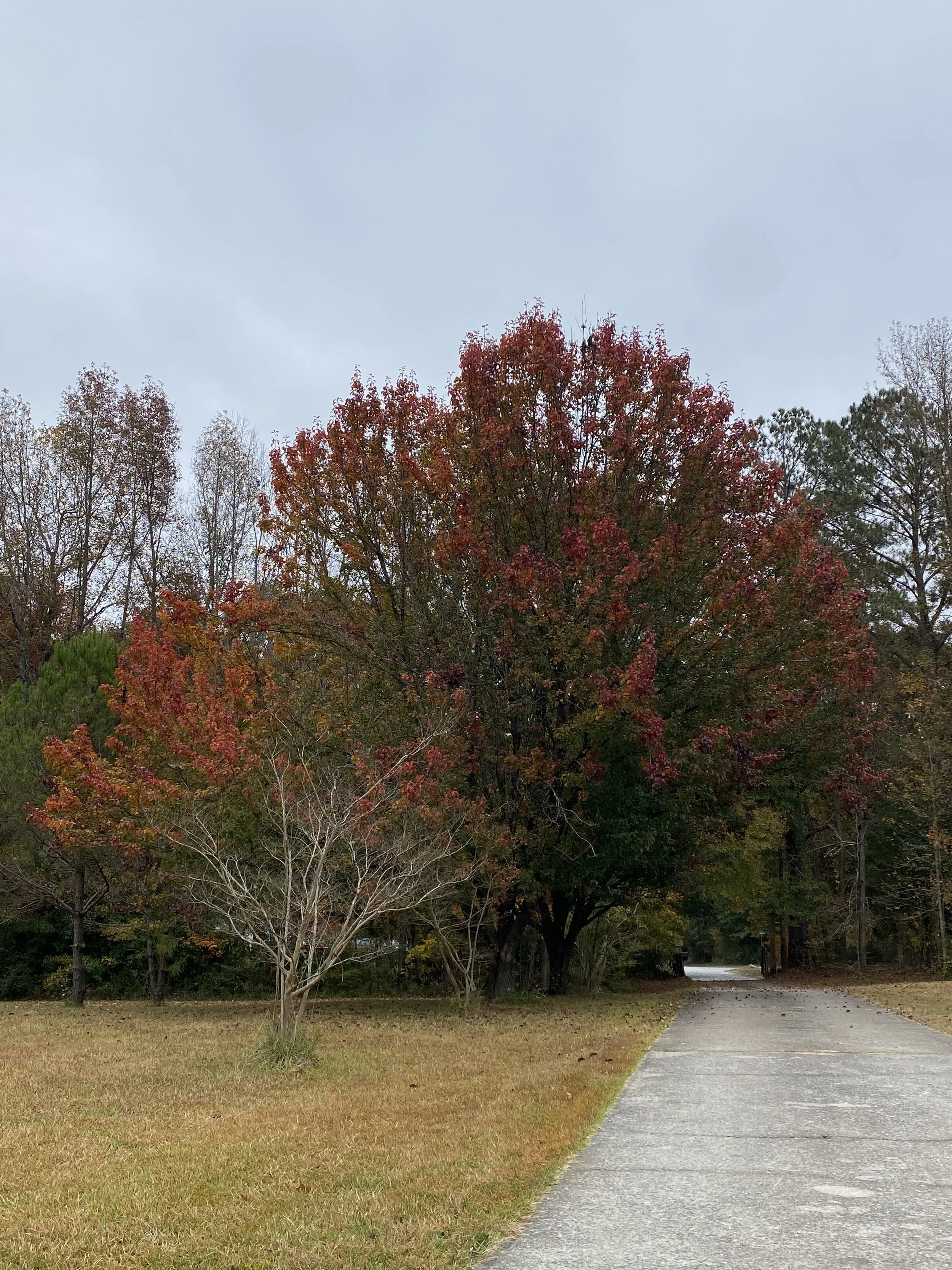 Scenes from Philo: October through December (fall 2022)