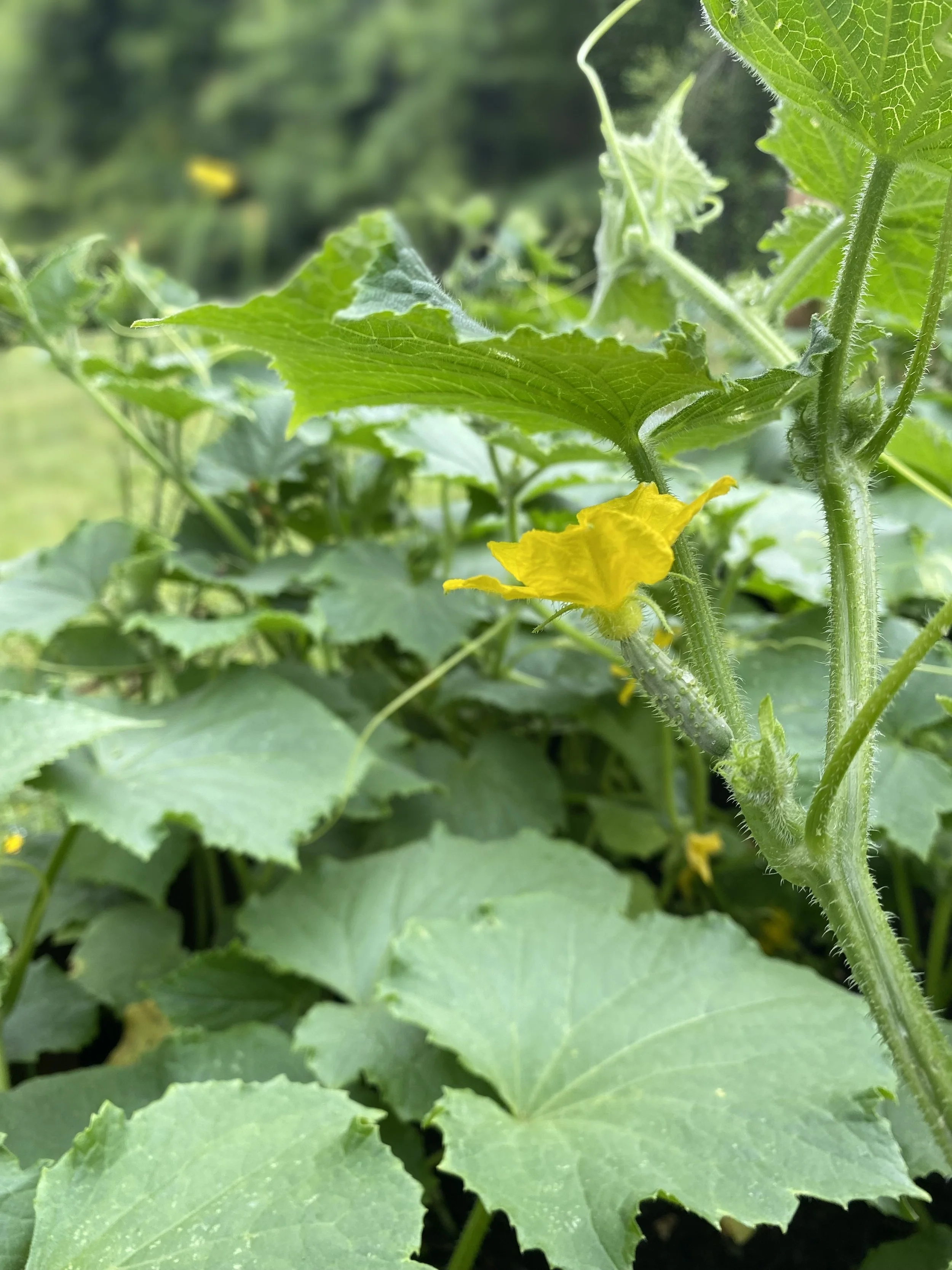 Gardening and Lessons on trying, failing and beginning again. 