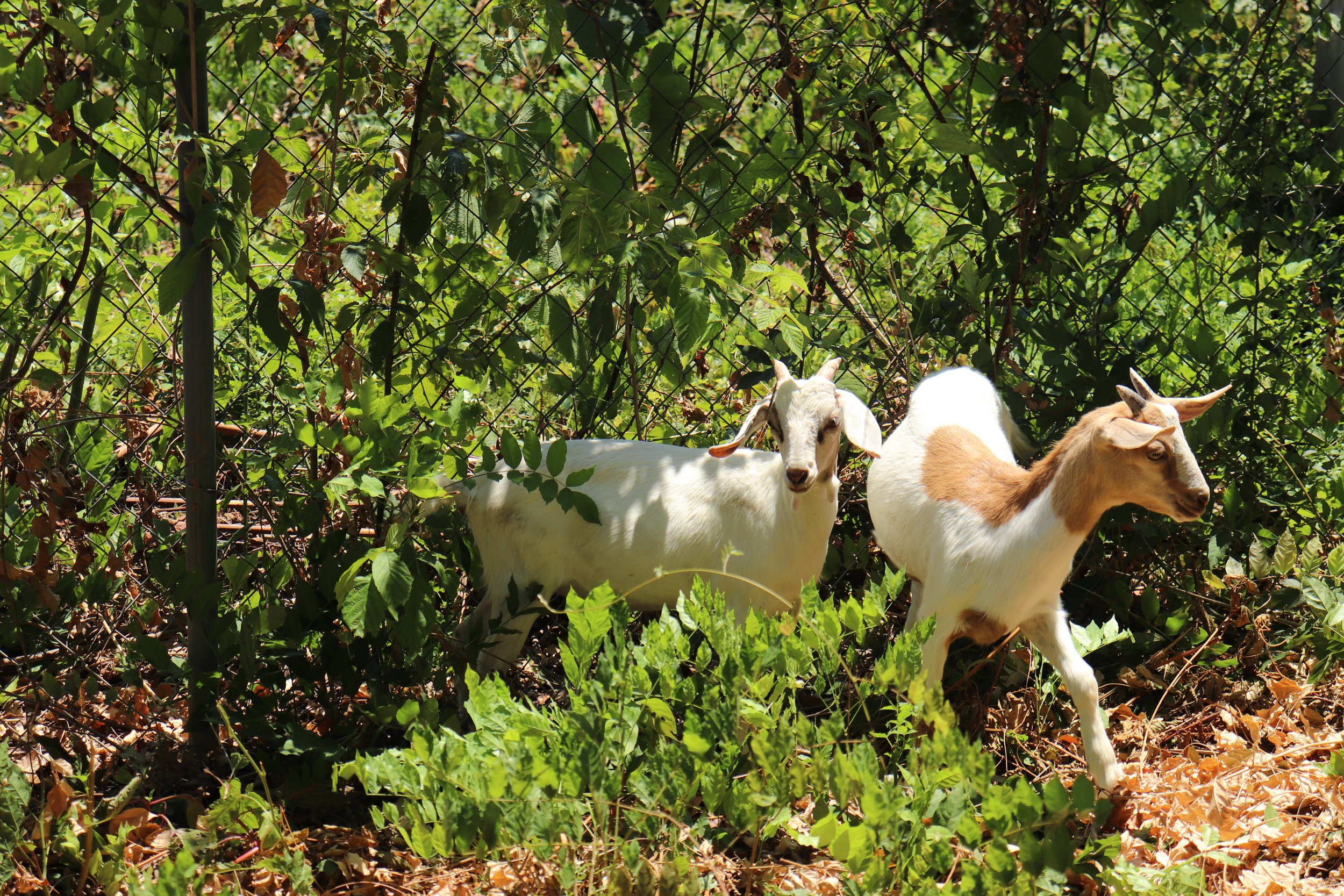 They’re Here! Goats + Chickens Have Arrived At Philo!