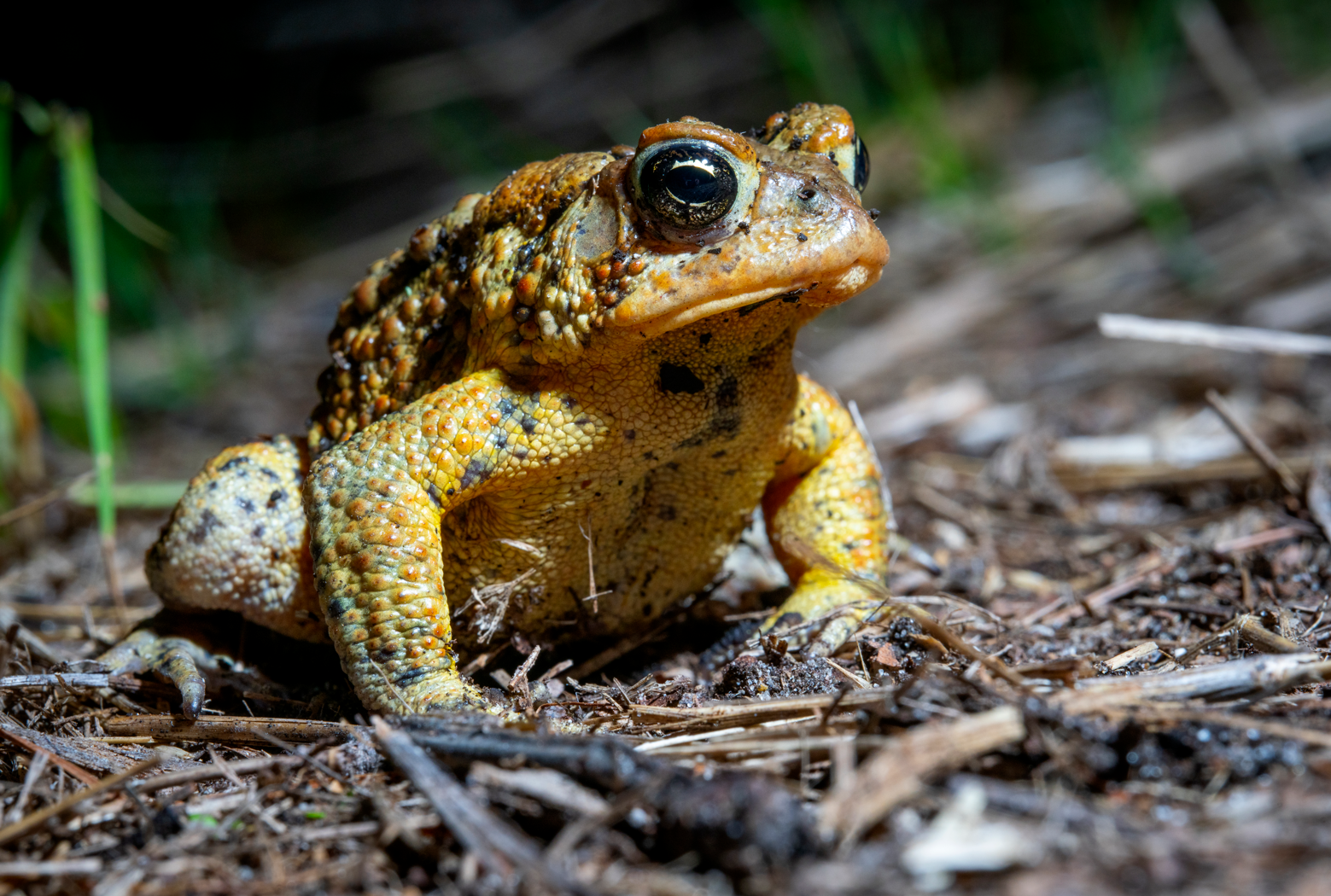 Close-up of American Toad Anaxyrus americanus  of a yellow and brown toad on the ground, surrounded by dirt and small twigs.
