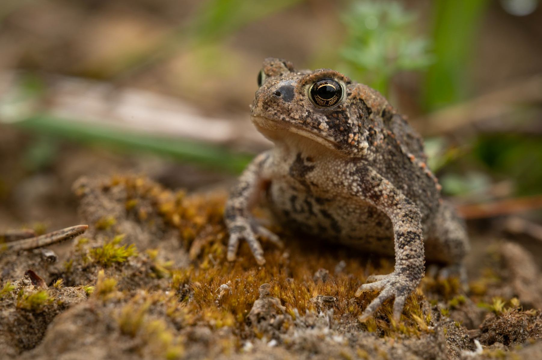 Close-up of a american toad Anaxyrus americanus on a forest floor with moss, soil, and small plants.