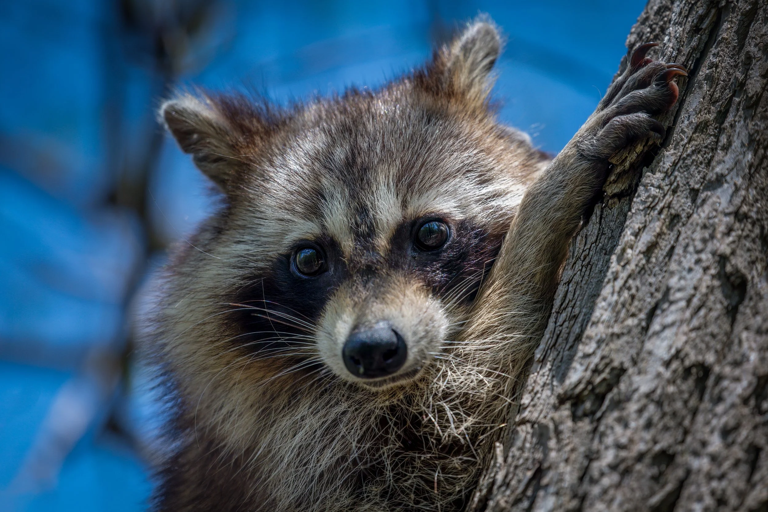 How to Coexist with Raccoons