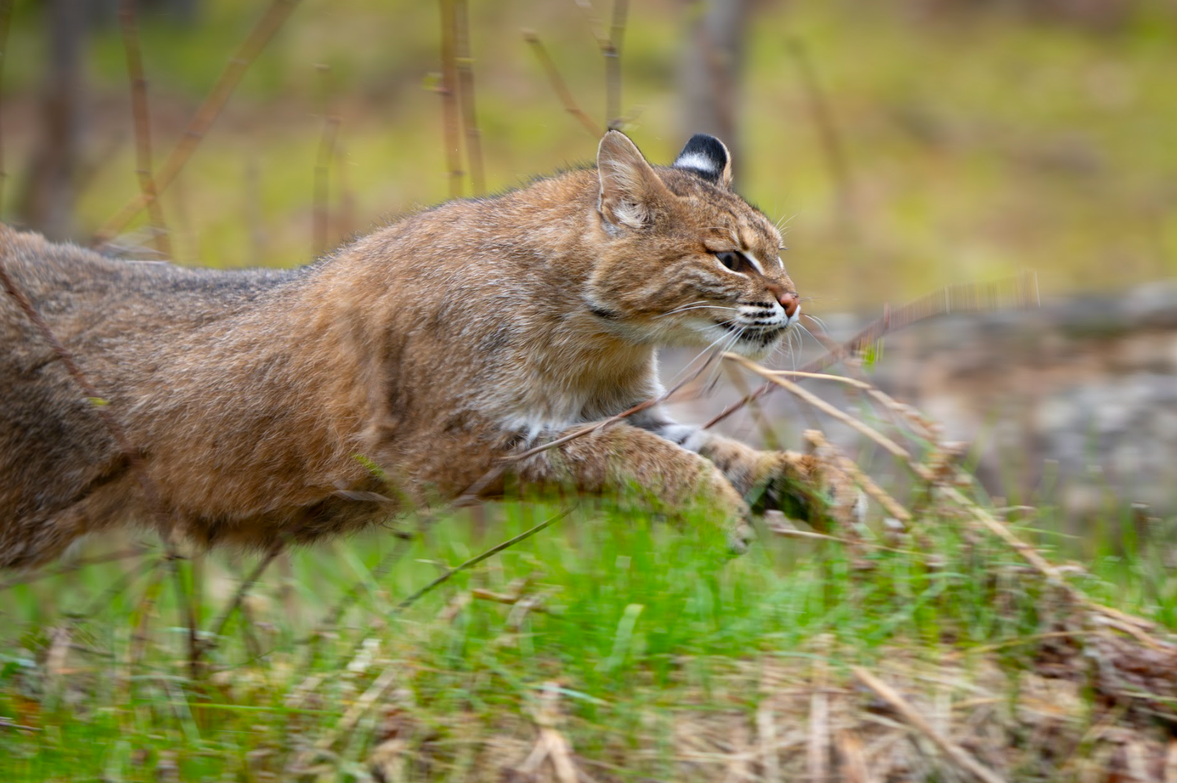Back to the Wild: Bobcat Rehabilitation and Release in Northern Michigan