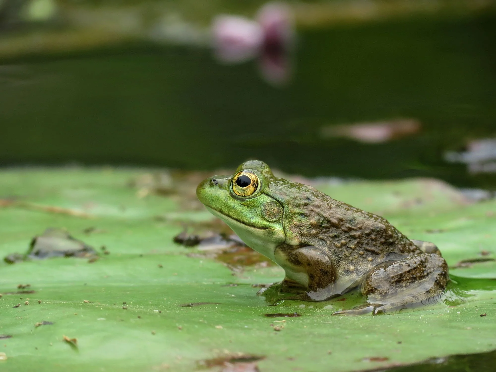 American Bullfrog