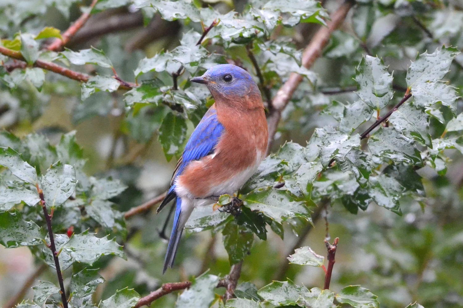 Eastern bluebird | Support Bluebird Conservation Today — Sleeping Bear ...