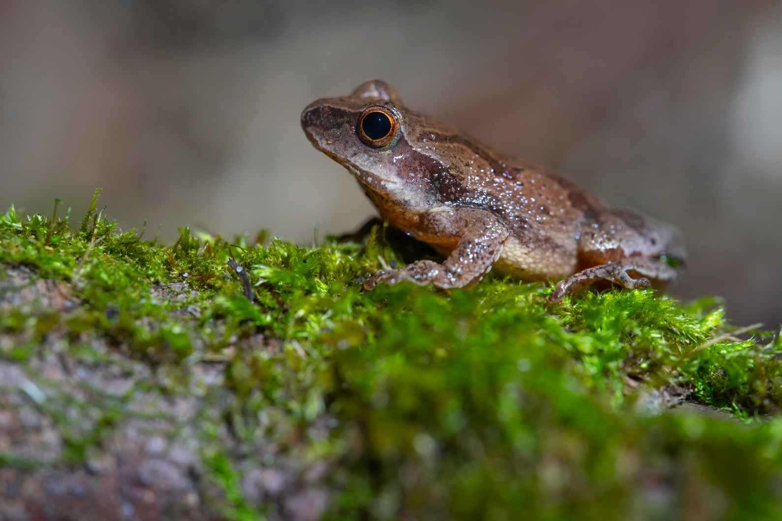 Close-up of a small brown frog with dark eye, sitting on green moss.