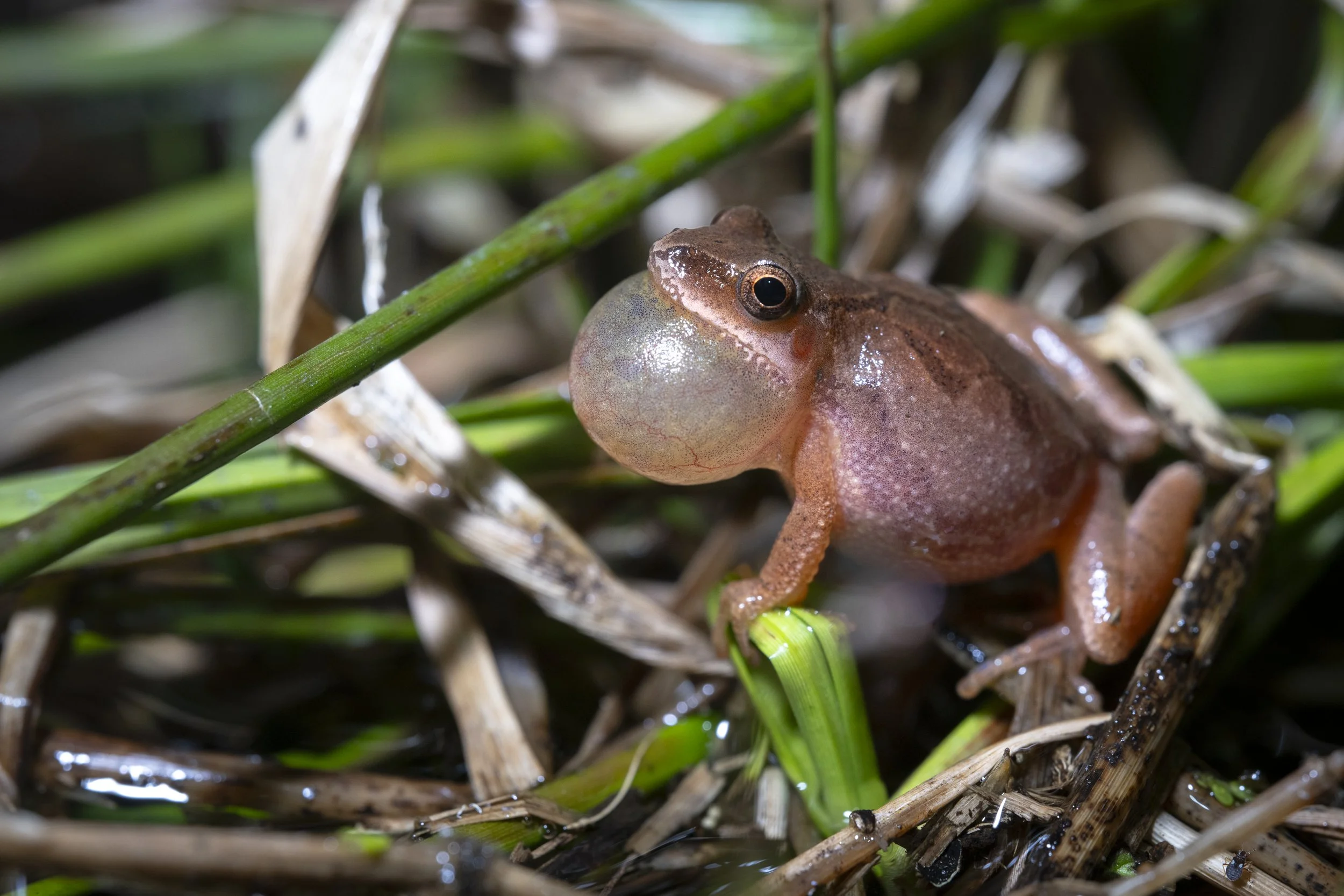 SPRING PEEPER
 Pseudacris crucifer A small brown frog sitting among green grass and dried plant debris with visible water droplets on its skin.