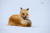 Red fox — Sleeping Bear Wildlife