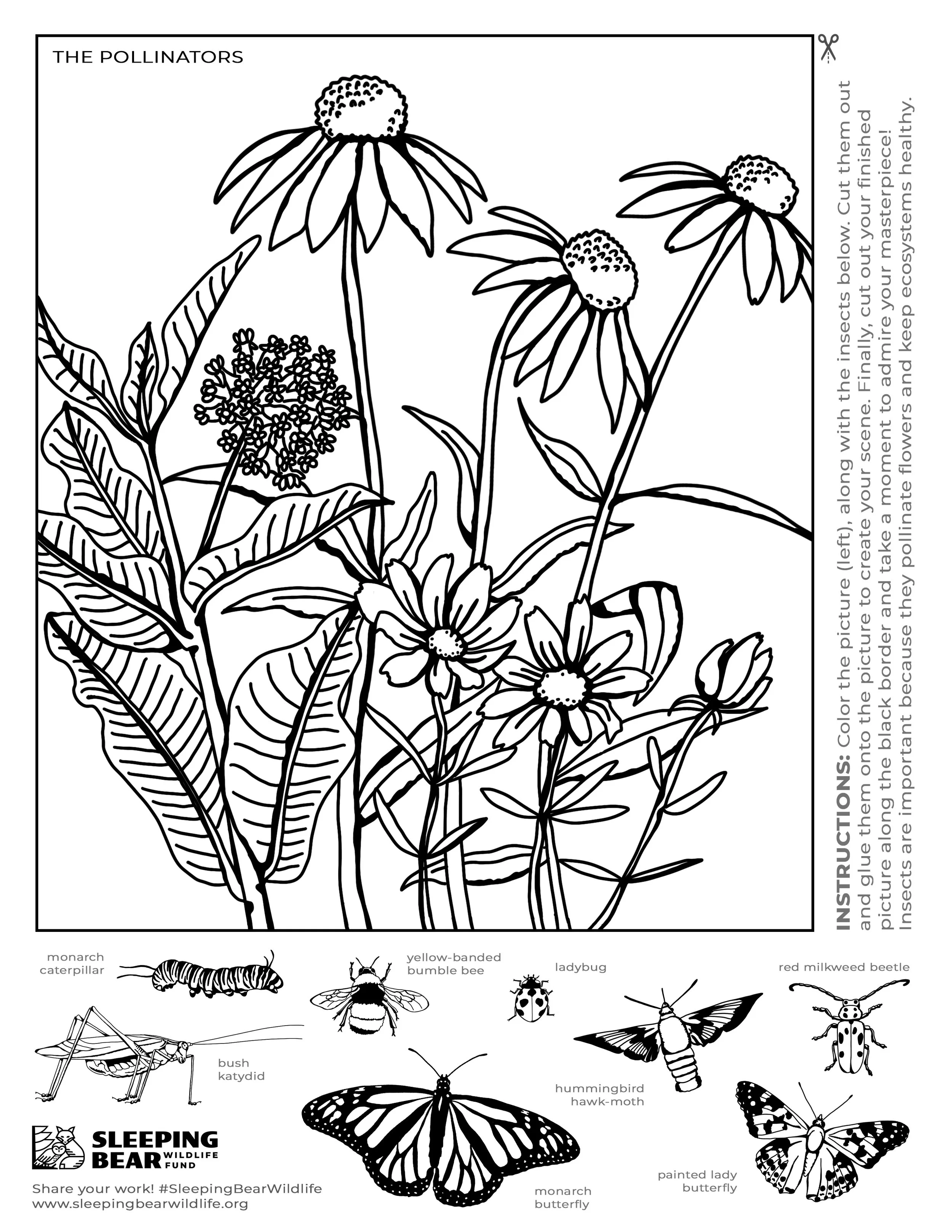 Coloring page with  monarch butterfly, a bee, a ladybug, a red milkweed beetle, a katydid, a hummingbird hawk-moth, and painted lady butterflies, all part of a conservation coloring activity by Sleeping Bear Wildlife Fund.
