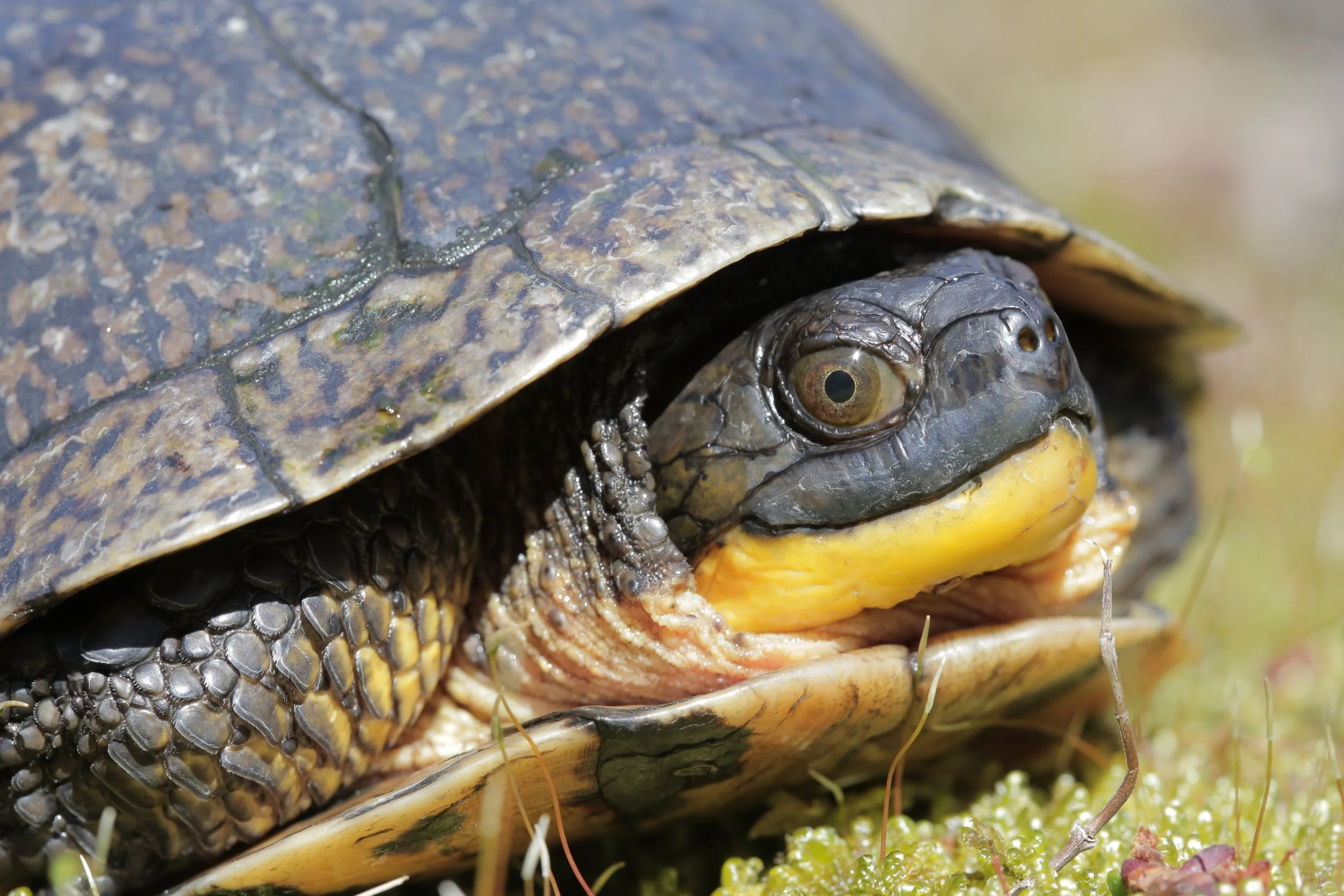 Blanding's turtle | Protect and Conserve Now — Sleeping Bear Wildlife