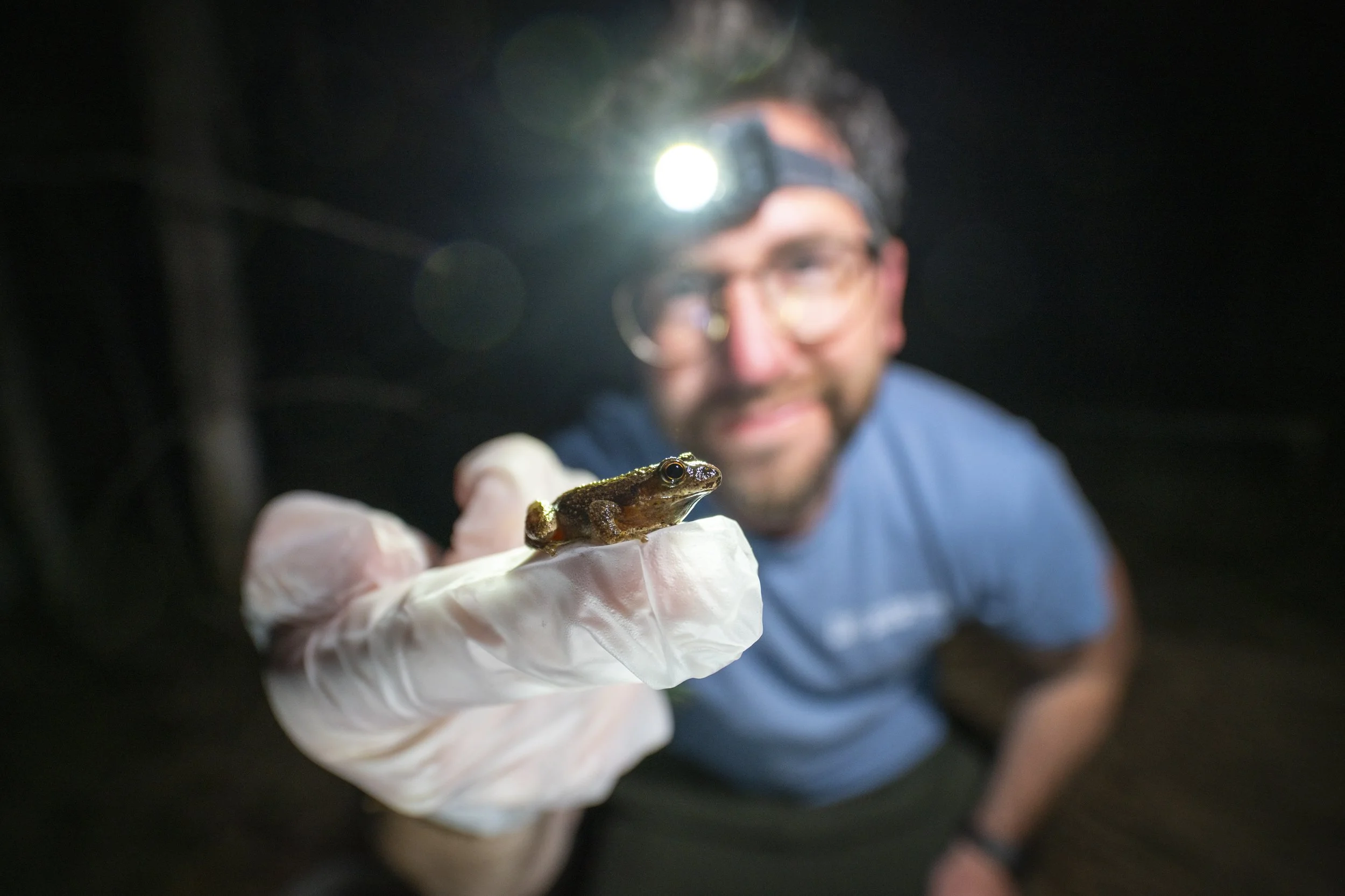 A scientist doing research on Northern Michigan's frog species. He is holding a spring peeper (Pseudacris crucifer)