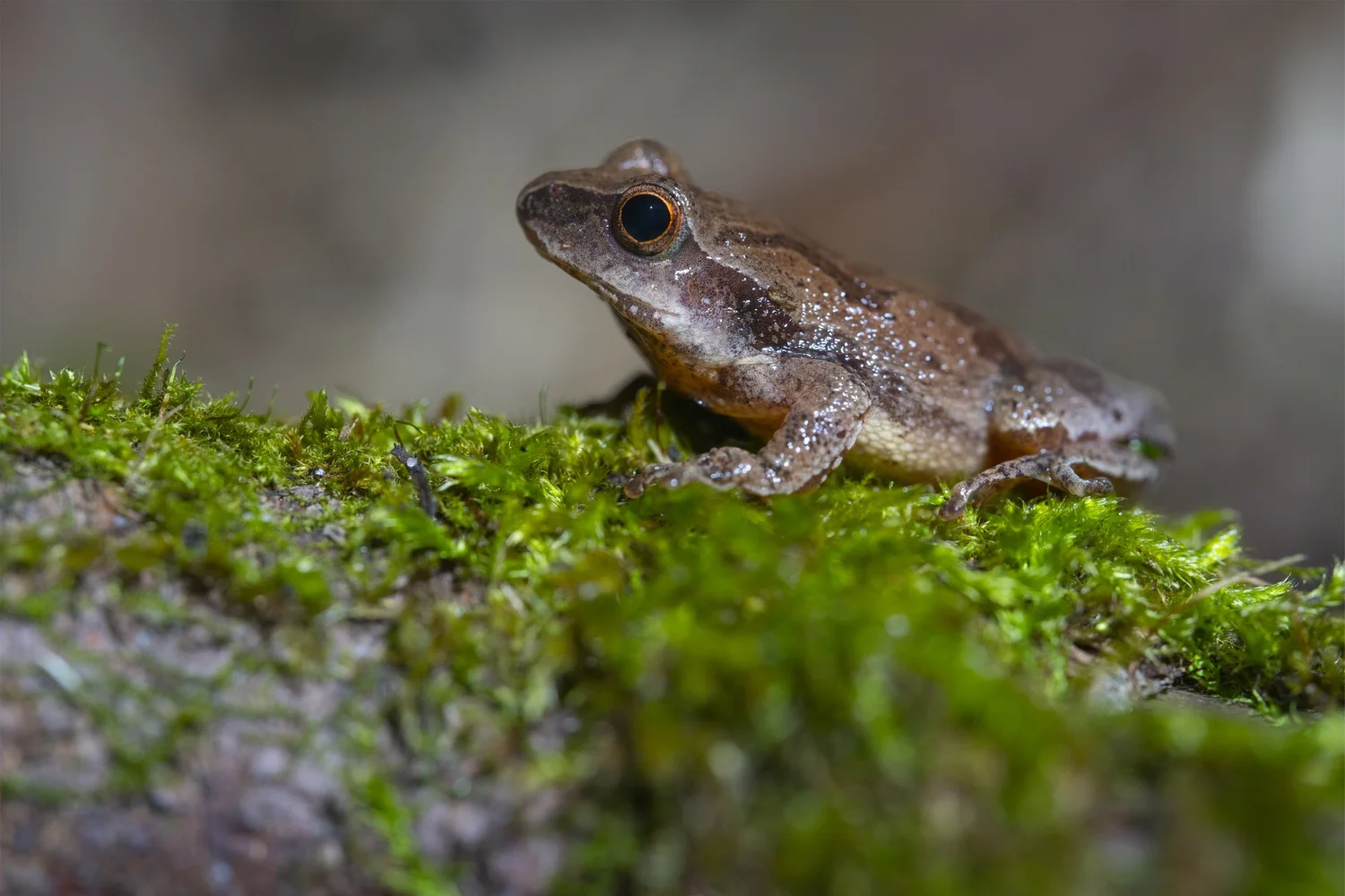 Spring Peeper | Explore & Protect Amphibians Today — Sleeping Bear Wildlife