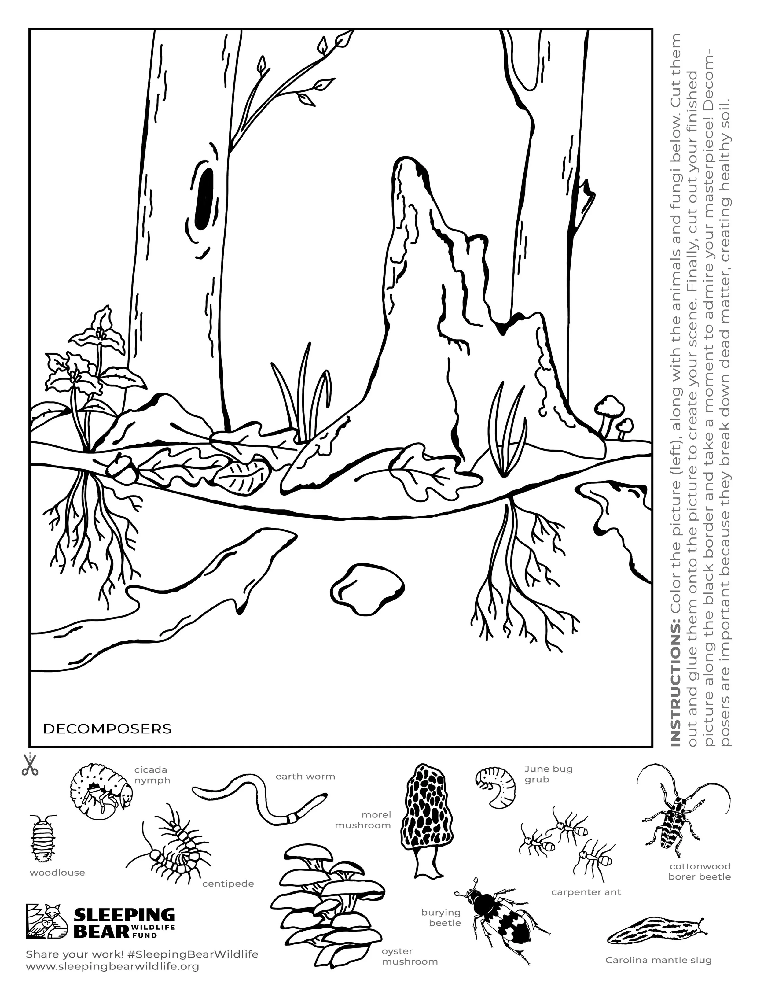 Coloring page of decomposers. Black and white illustration of decomposers, including mushrooms, insects, and other organisms helping to break down dead organic matter.
