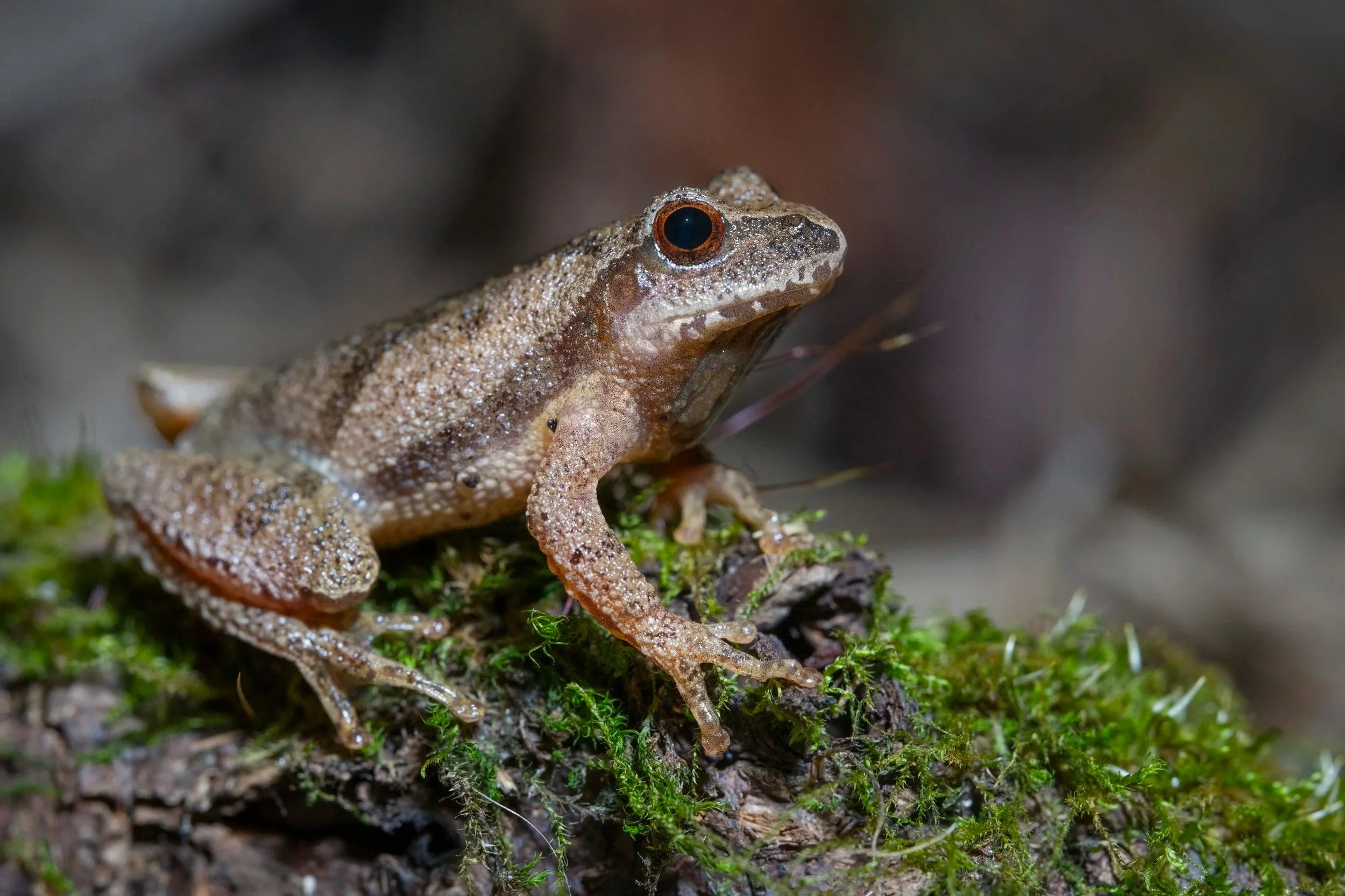 SPRING PEEPER
 Pseudacris crucifer Close-up of a small gray-brown frog with a speckled pattern, sitting on moss and decaying wood, with a blurred background.