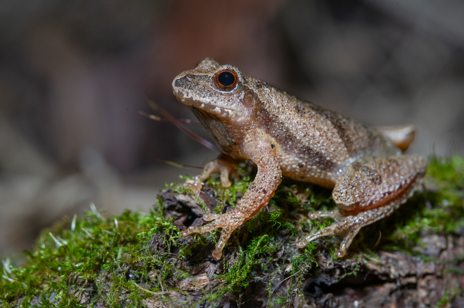 PRING PEEPER Pseudacris crucifer Close-up of a small brown frog with speckled skin sitting on moss-covered surface in a natural environment.