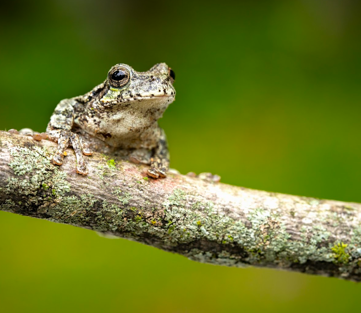 A small Gray tree frog
(Dryophytes versicolor)
Ojibwe: agoozimakakii na with textured skin, large dark eyes, and black markings, sitting on a bright green leaf.