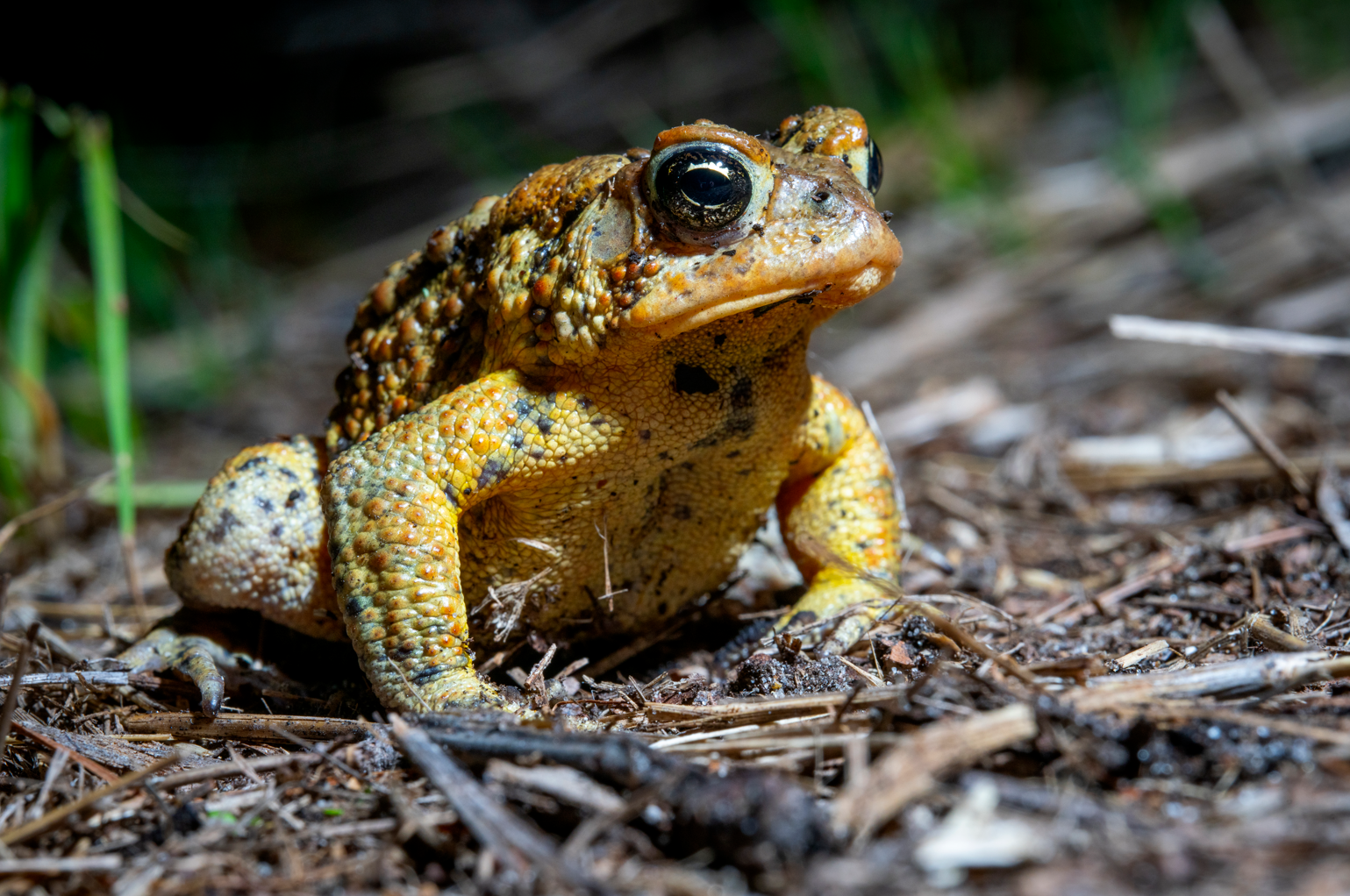 Pretty toad Colorful toad with bumpy skin sitting on forest ground.