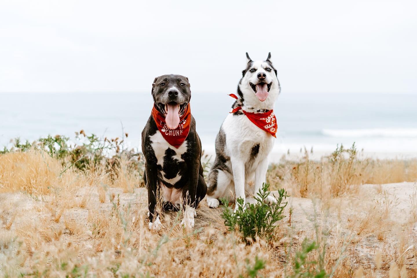 Brizo &amp; Myla 🐾 

.
.
.

#sandiegophotos 
#sandiegophotography 
#dogphotography
#petphotography
#sandiegopetphotographer