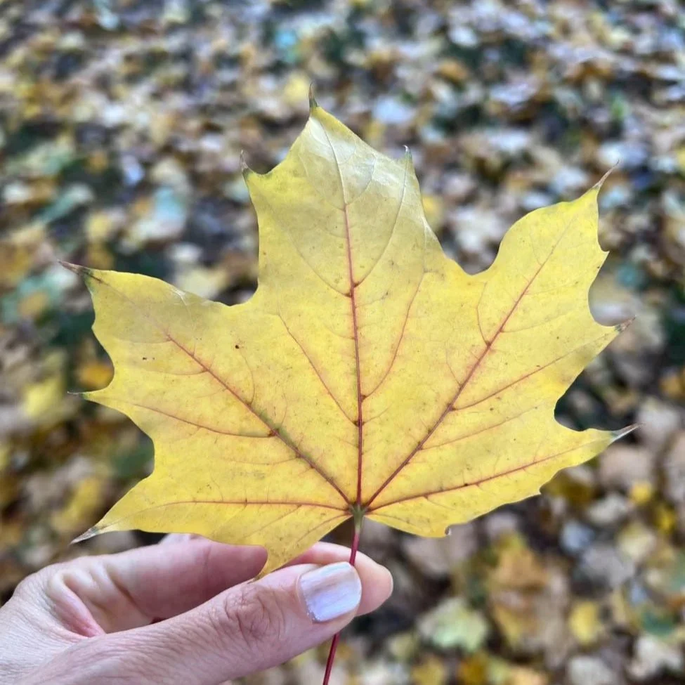 author holding autumn leaves