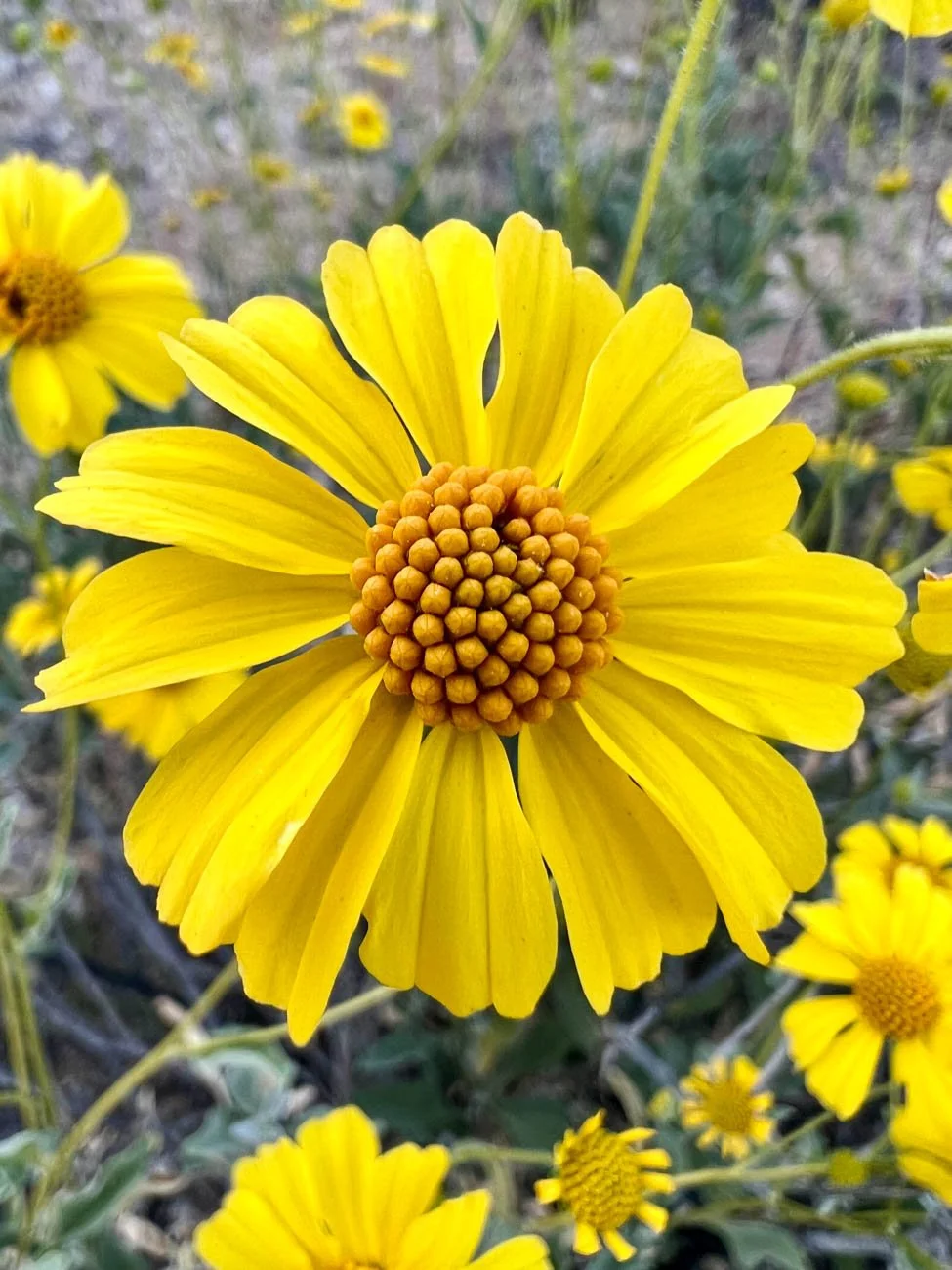 yellow summer flowers
