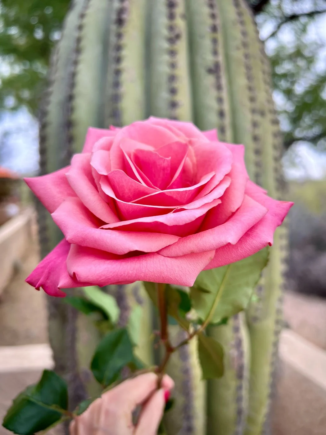 saguaro cactus with rose