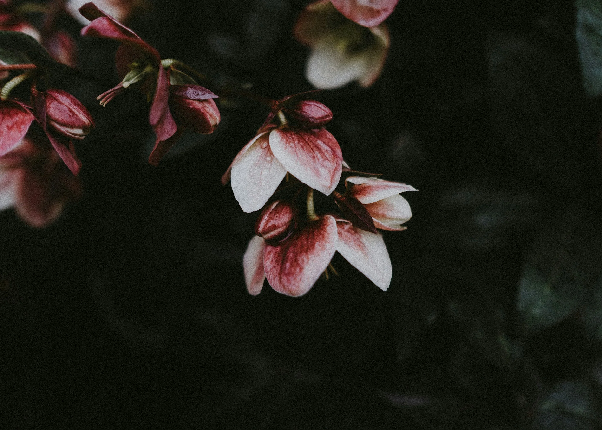 Close-up of pink flowers with wet petals against a dark leafy background.