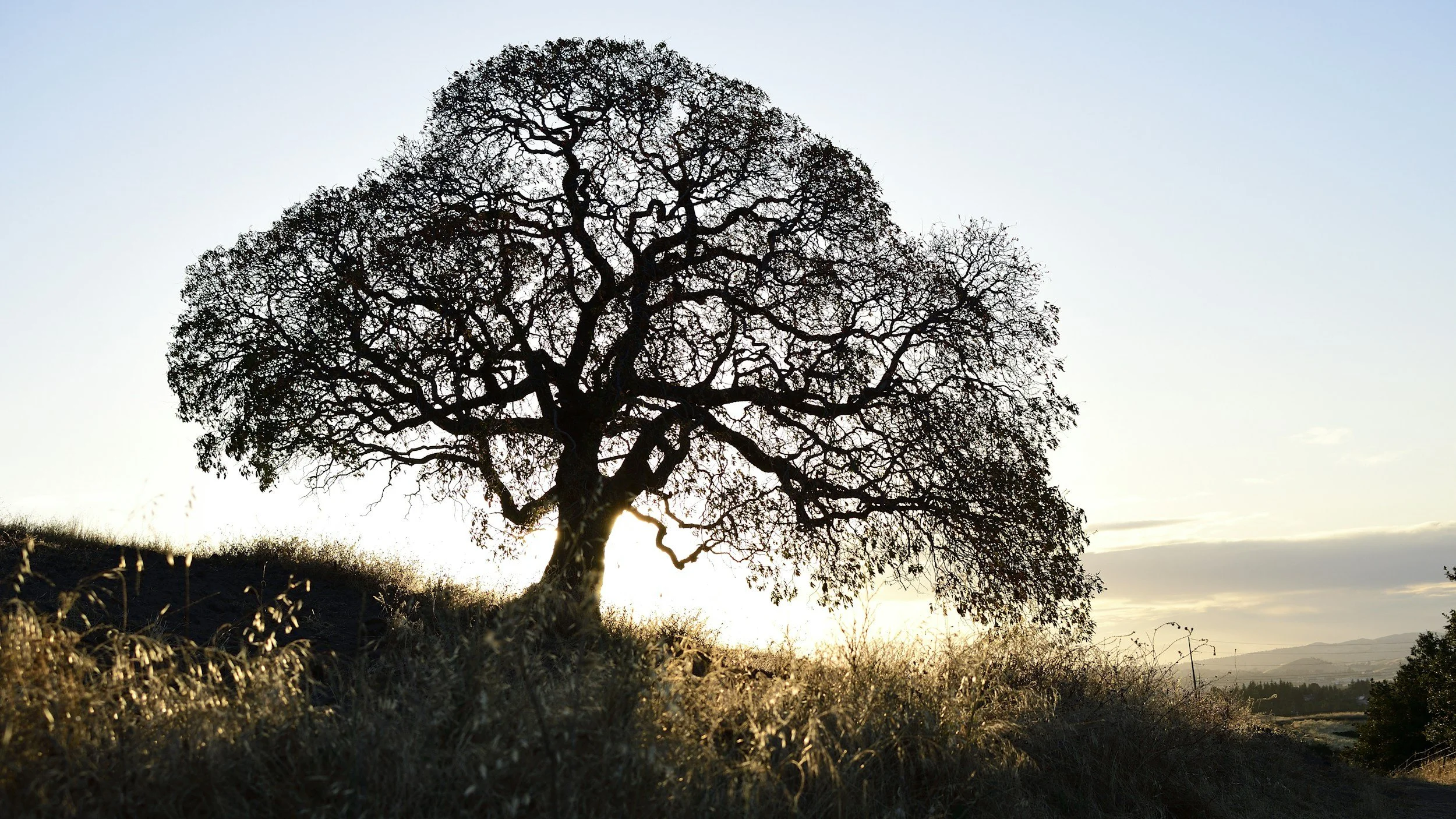 walnut tree, Walnut Creek
