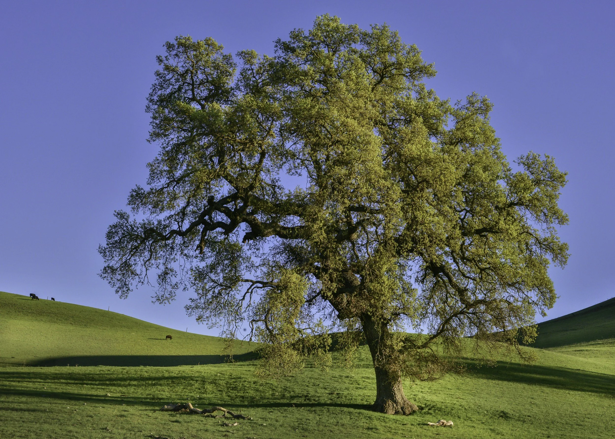 Oak tree, Danville