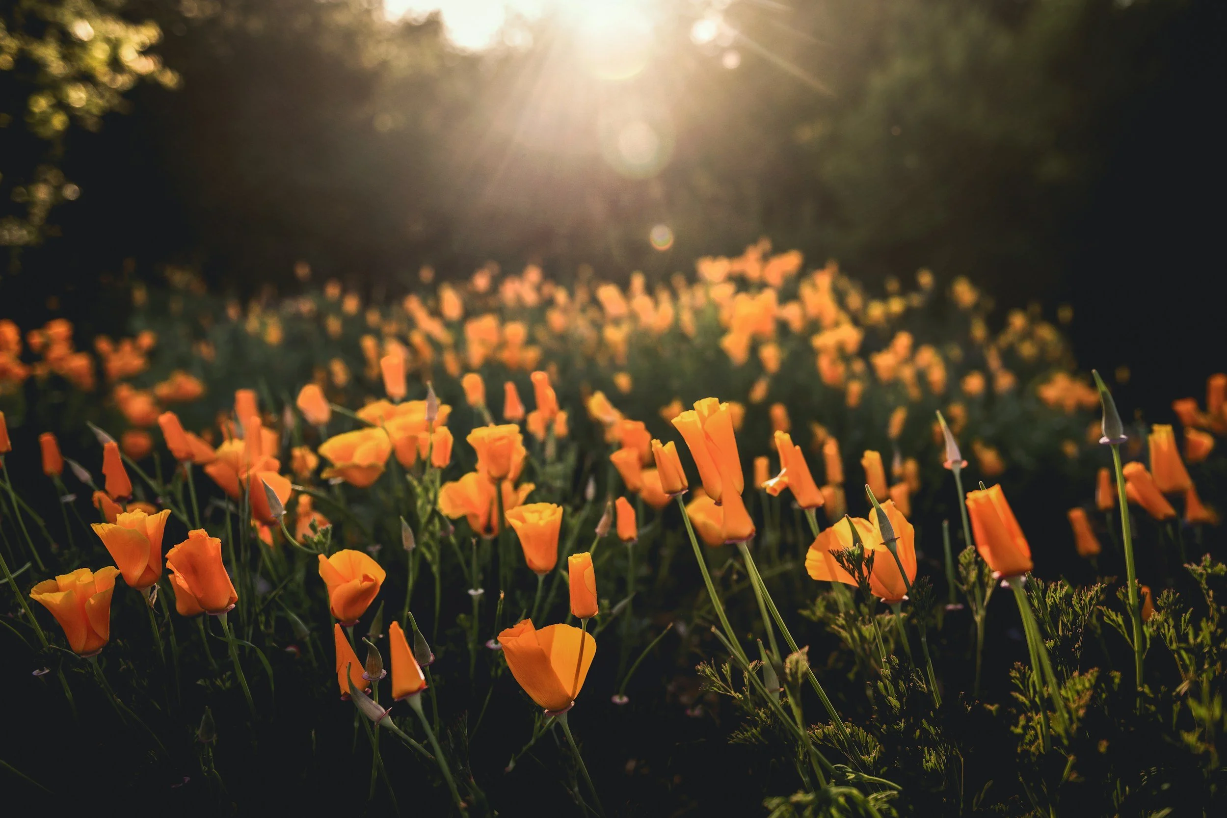 A field of bright orange flowers illuminated by sunlight with the sun shining through the trees in the background.