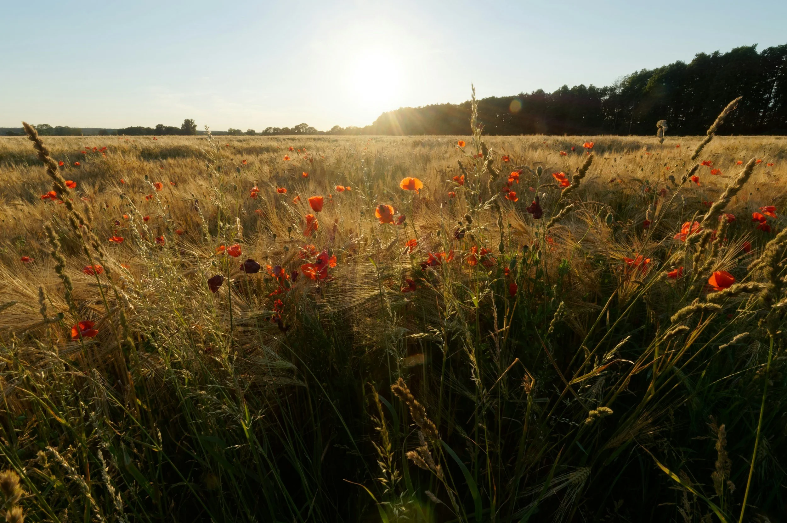 A field of sunlit tall grass and vibrant red poppies with trees and a setting sun on the horizon.